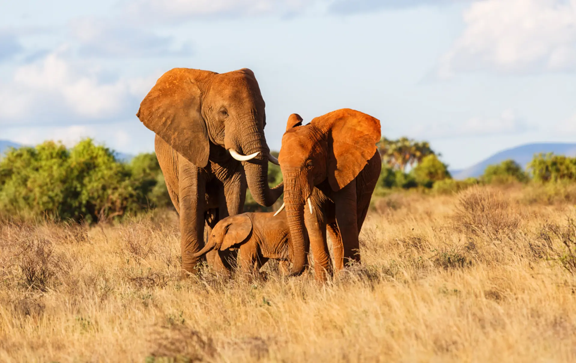 Du får også store safarioplevelser i smukke Samburu National Park.
