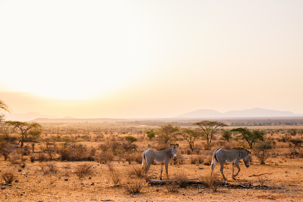 Samburu Special Five Grevys Zebras In Beautiful Morning Light At National Park In Kenya