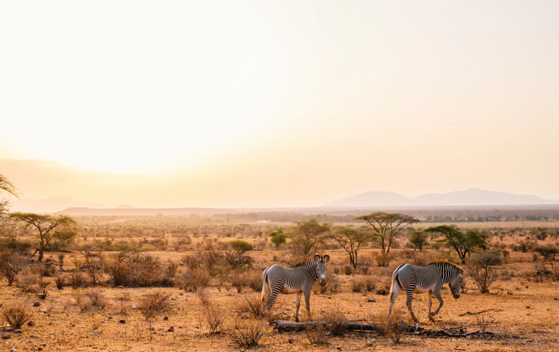 Samburu Special Five Grevys Zebras In Beautiful Morning Light At National Park In Kenya