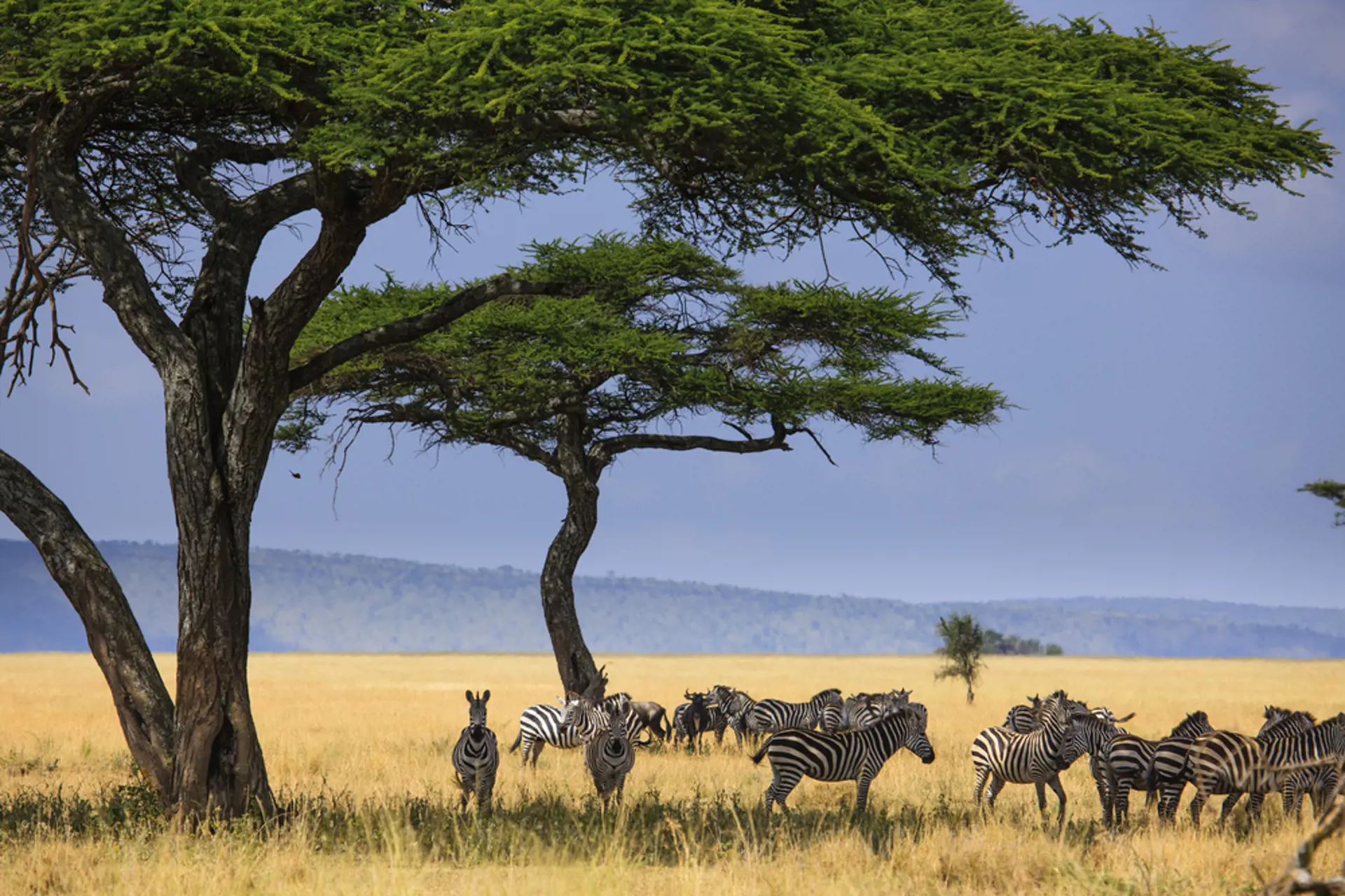 Serengeti Zebraer