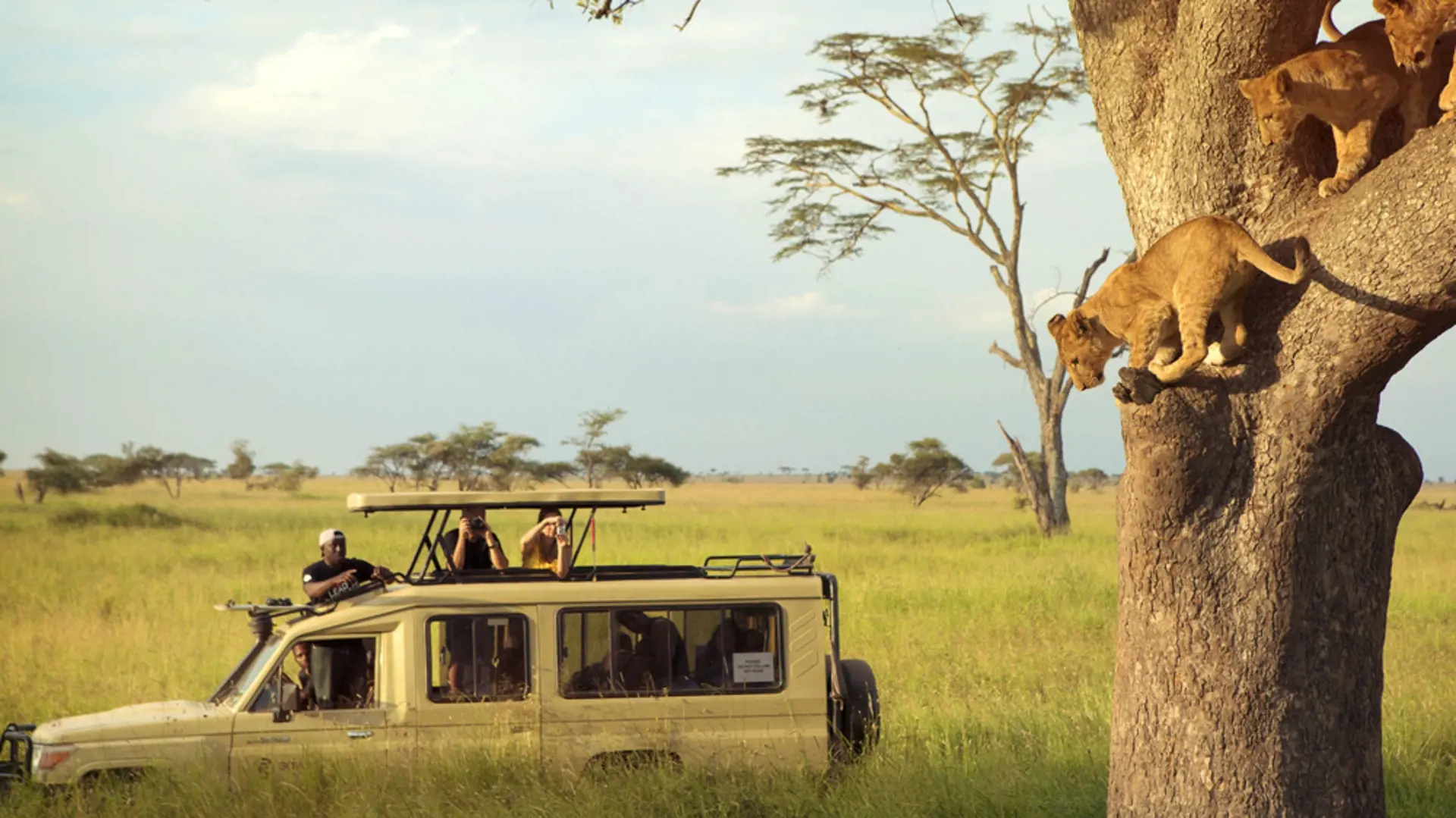 Løver I Serengeti