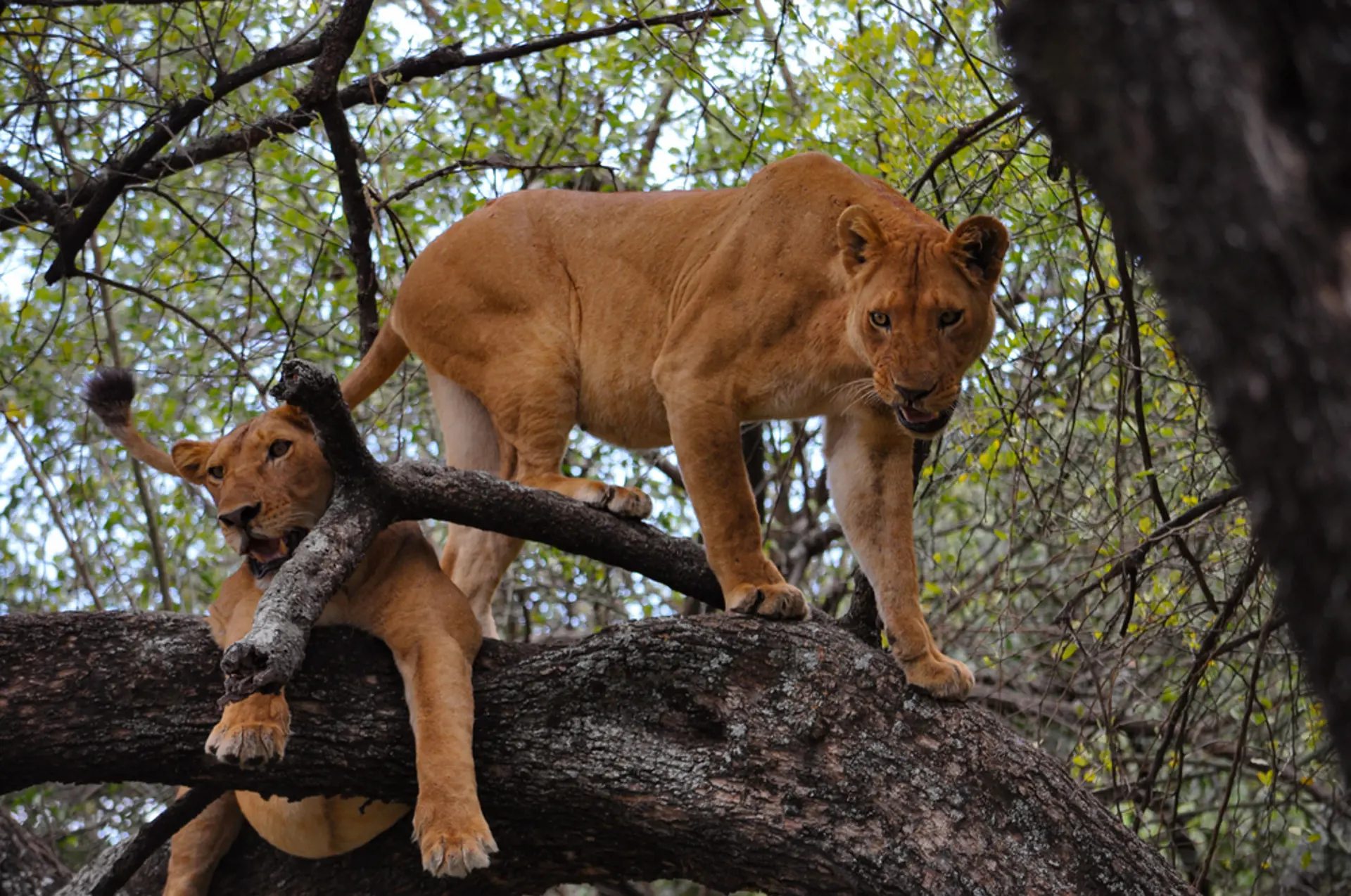 Lake Manyara Tree Lions