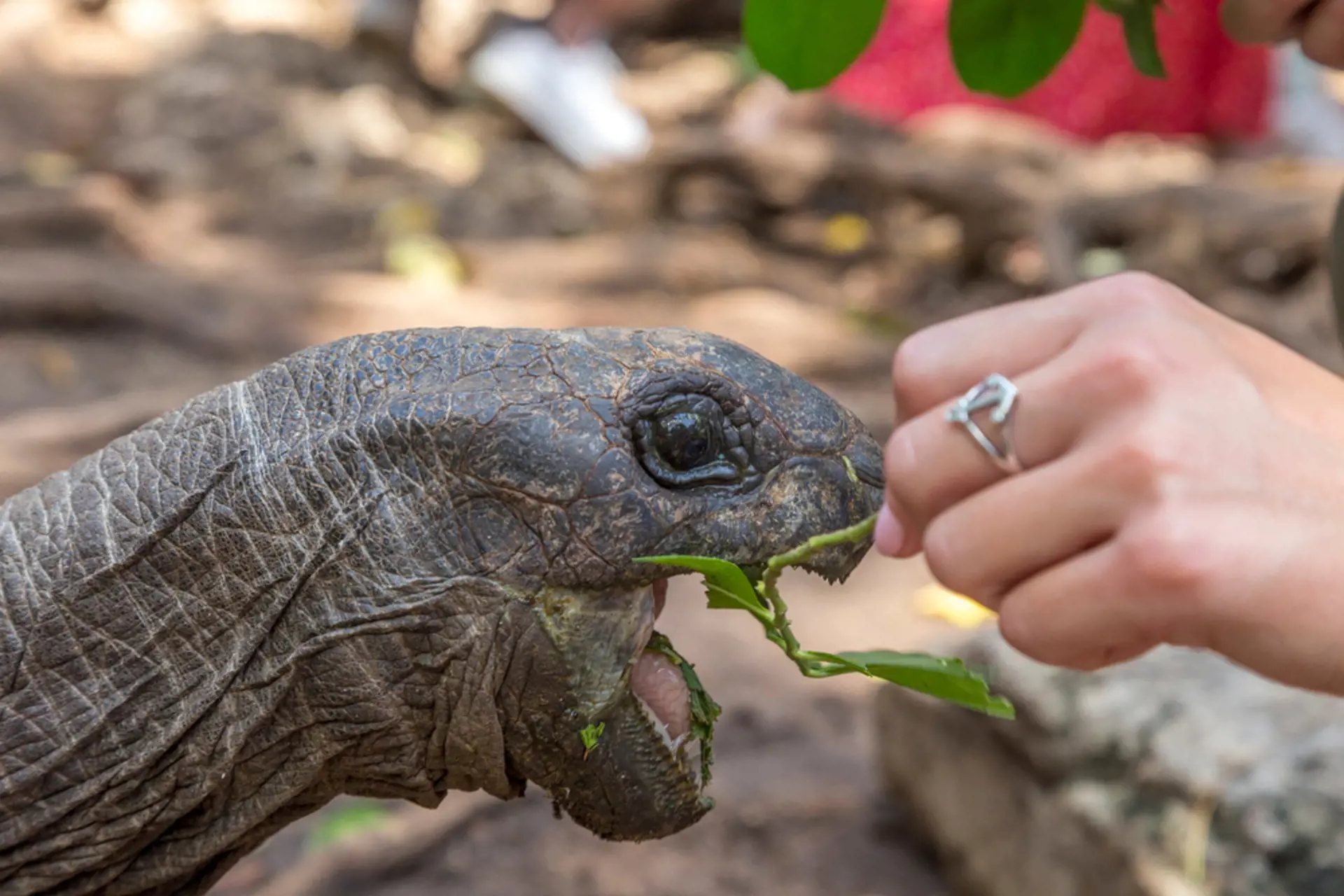 På Prison Island kan du komme tæt på de store skildpadder, der oprindeligt var en gave fra Seychellerne.