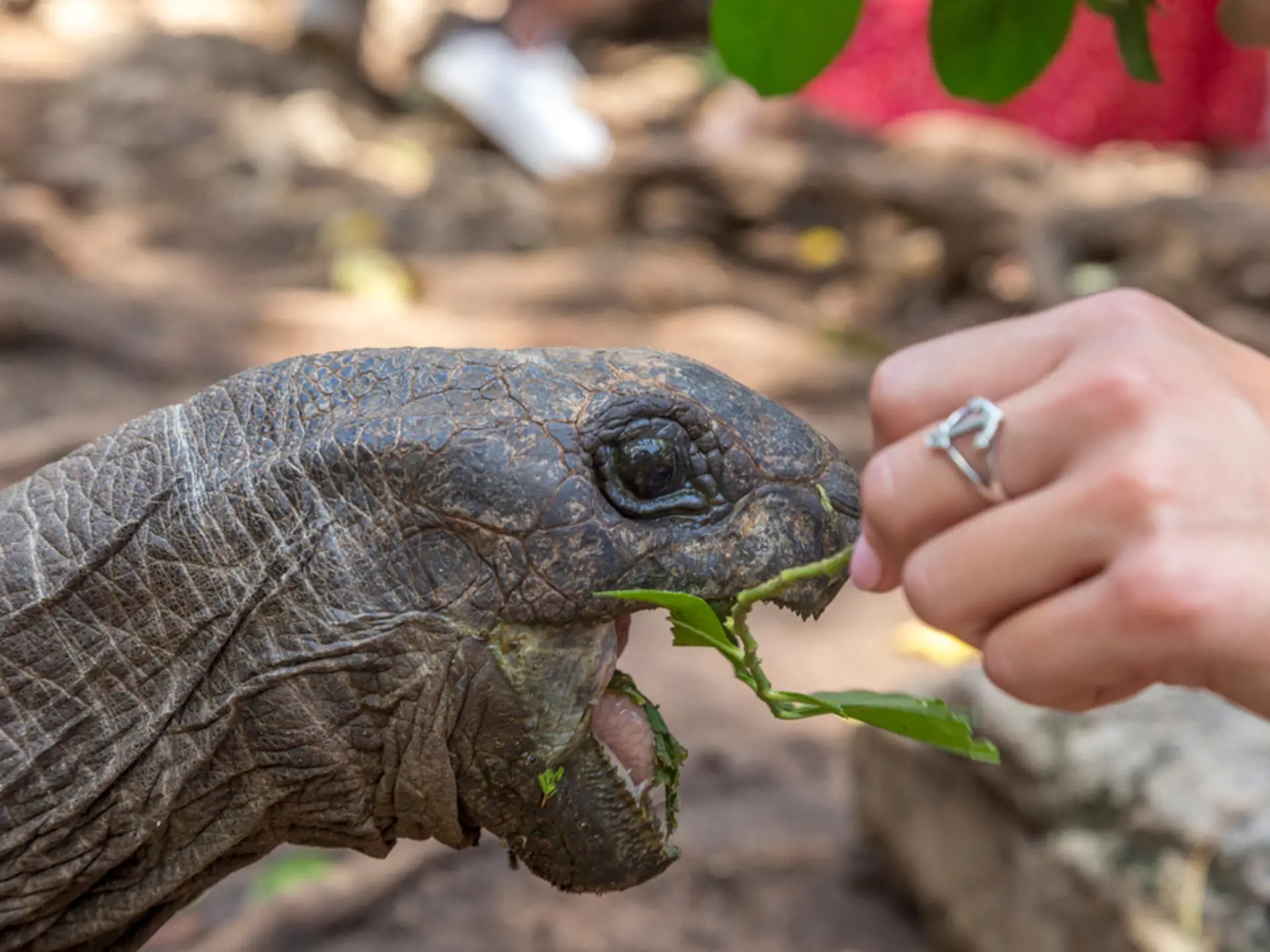På Prison Island kan du komme tæt på de store skildpadder, der oprindeligt var en gave fra Seychellerne.