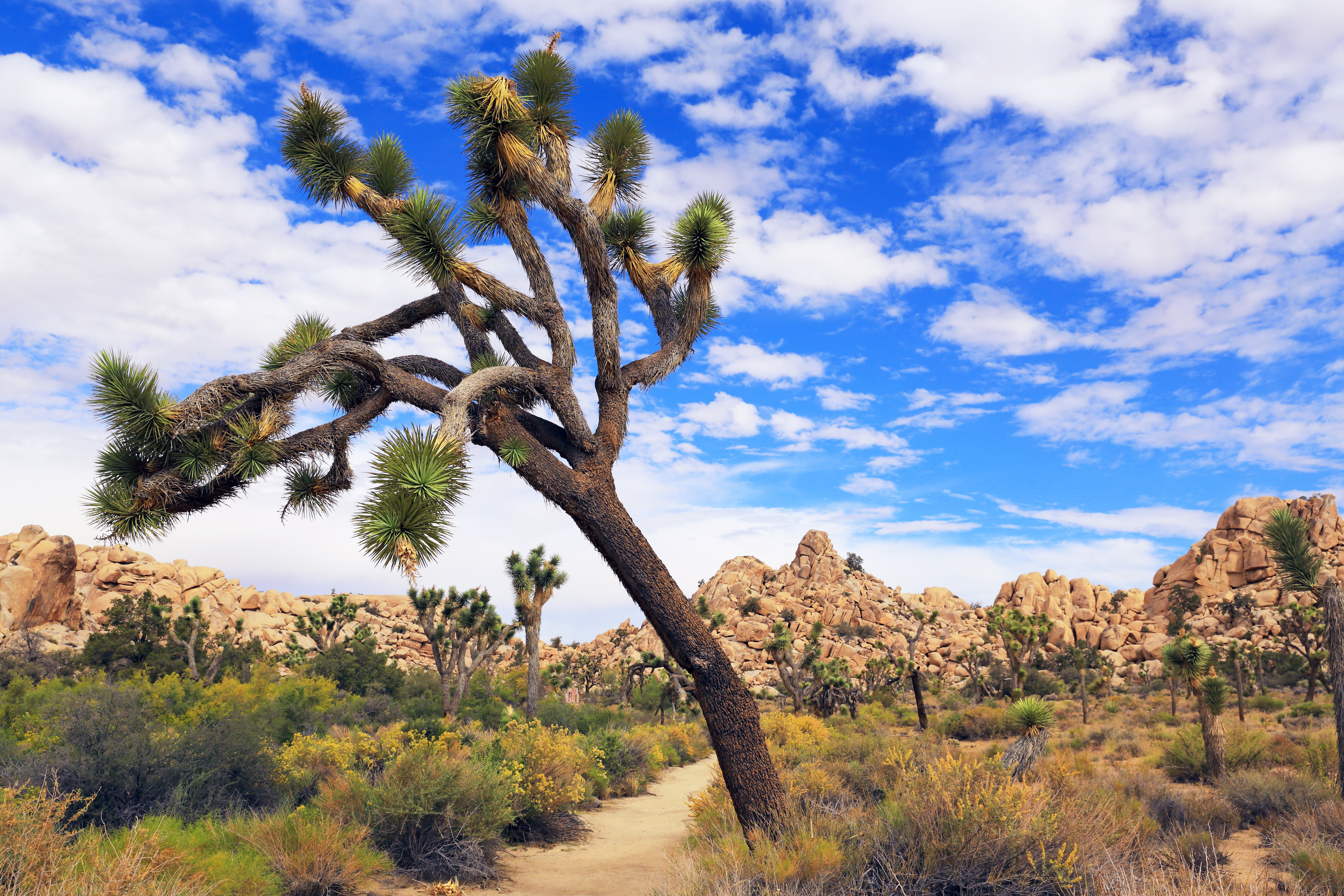 shutterstock_233730832 Joshua Tree National Park features the eponymous Joshua trees..jpg