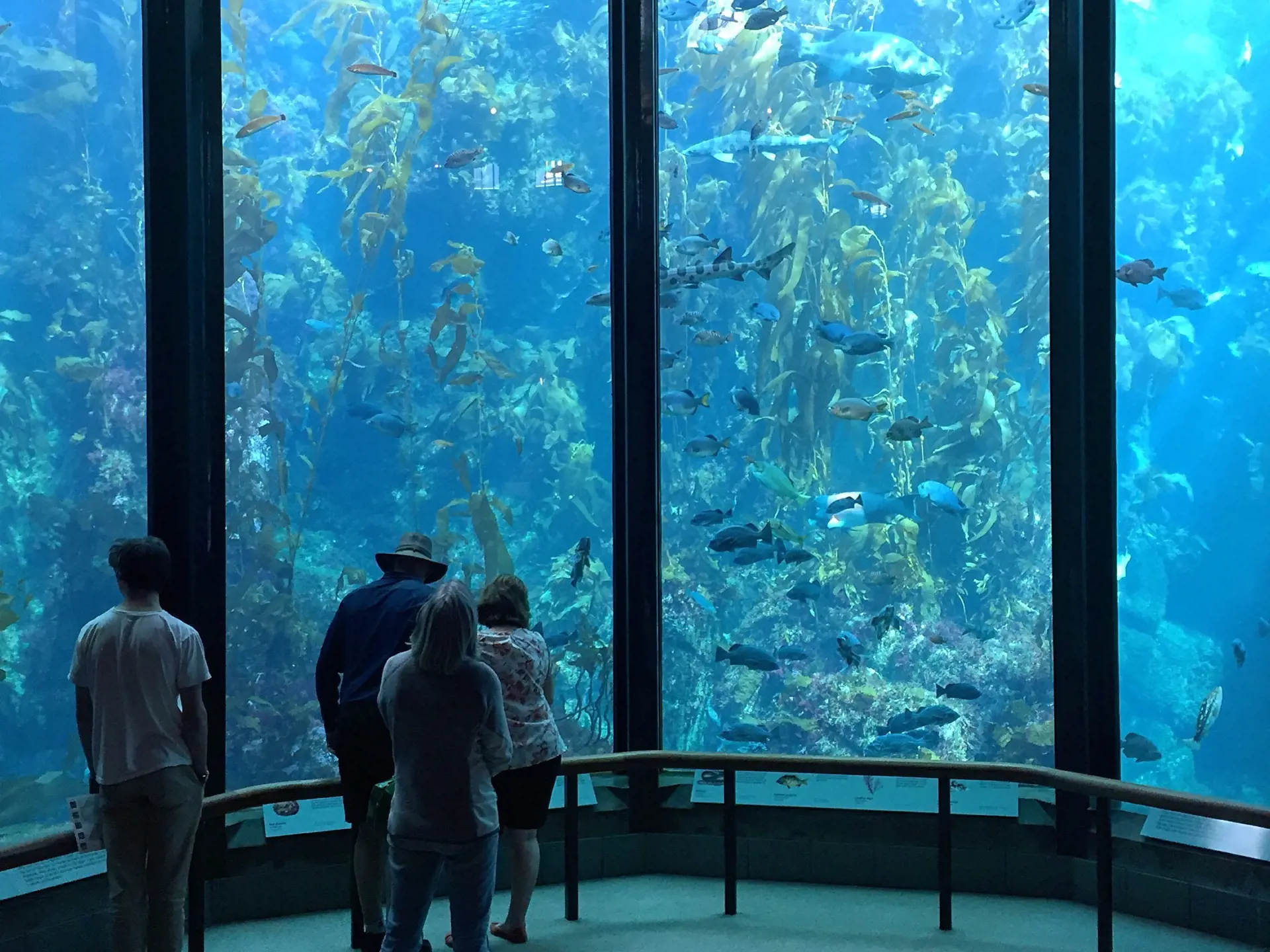 shutterstock_391699453 Visitors view fish in the Kelp Forest tank at The Monterey Bay Aquarium.jpg