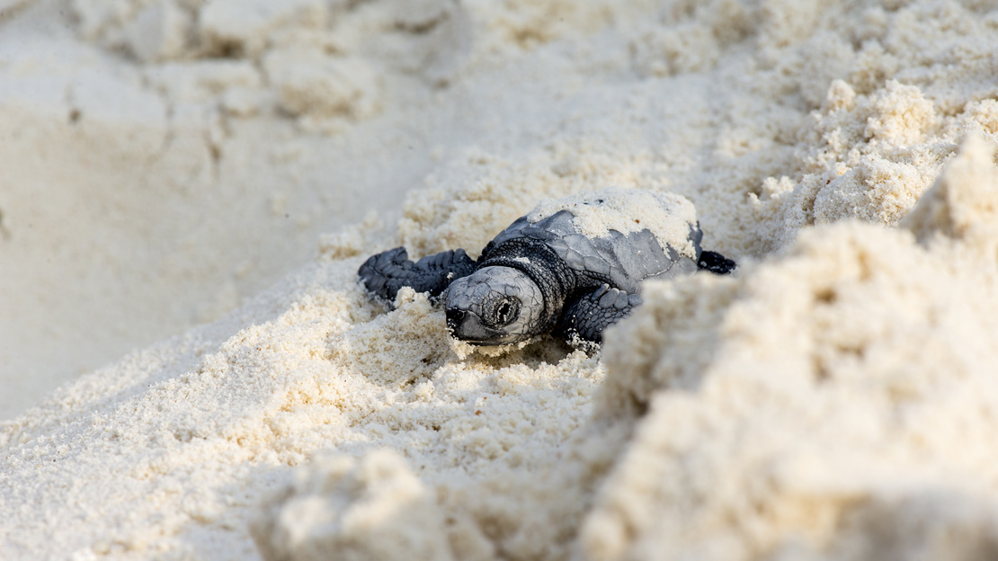 Thebarefoot Baby Turtles