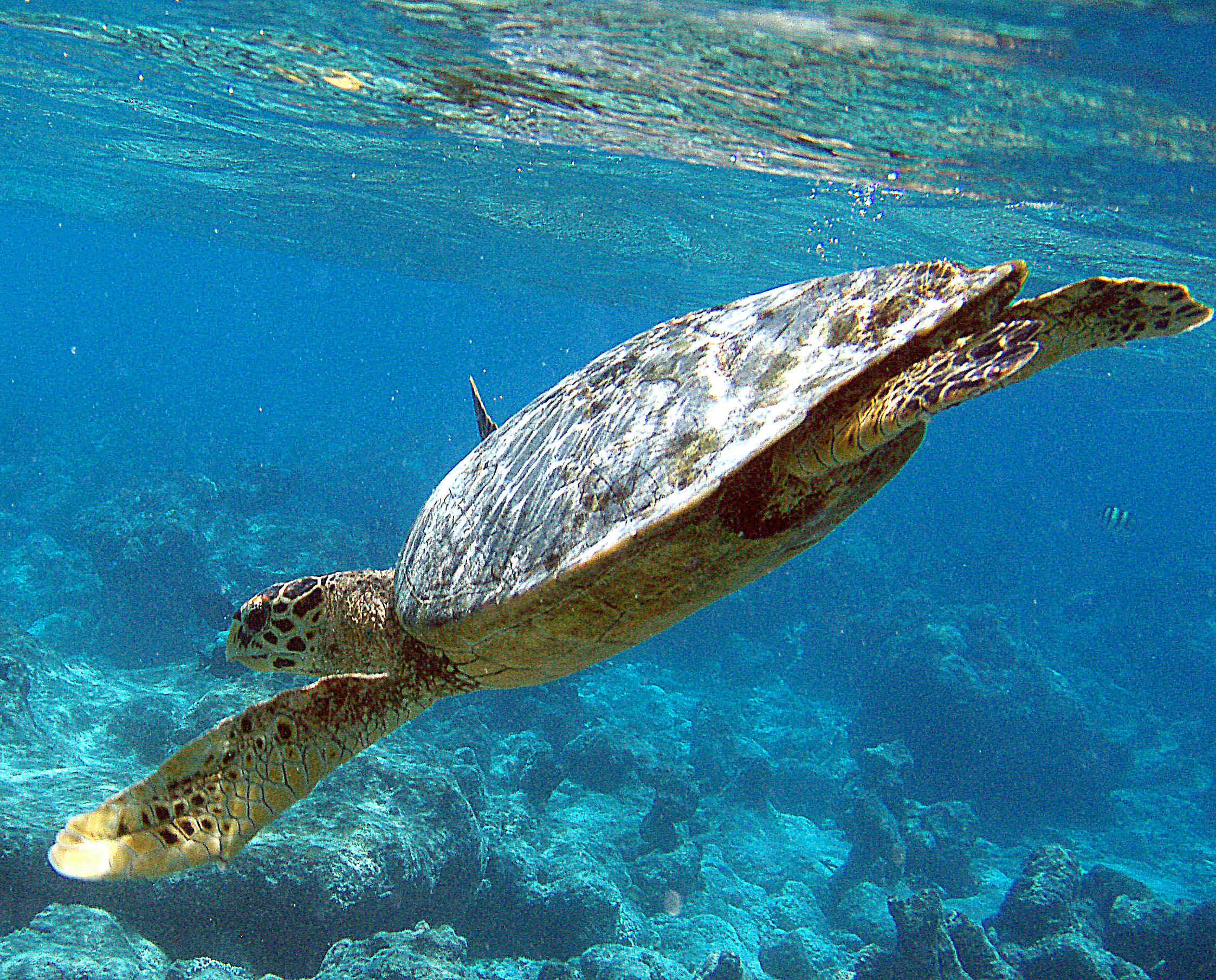 MALDIVES Thebarefoot 0041