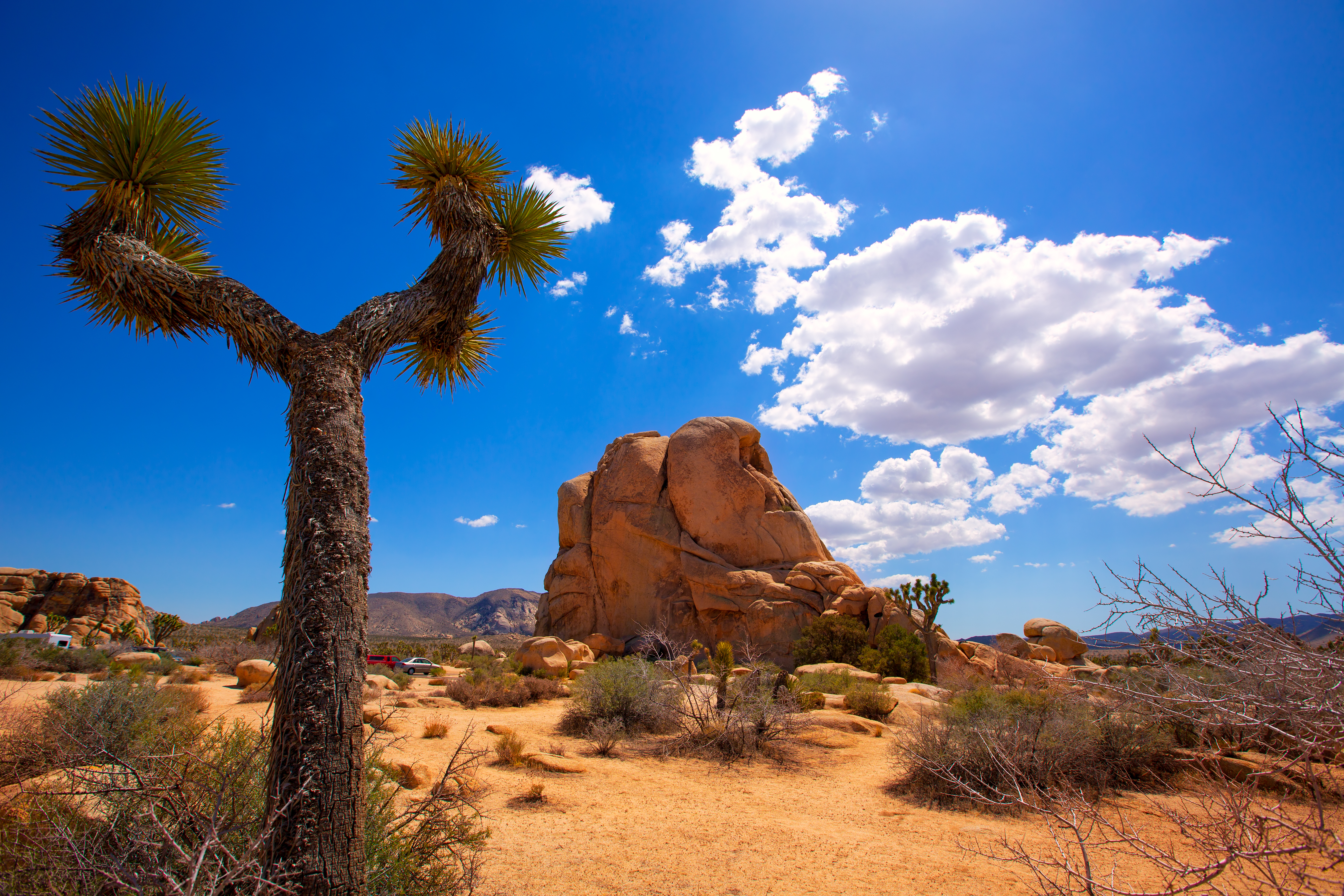 JOSHUA TREE NATIONALPARKEN - en af de mindre kendte parker i USA, men helt sikkert et besøg værd for at opleve de lidt specielle træer, der ligger navn til parken, Check Point Travel