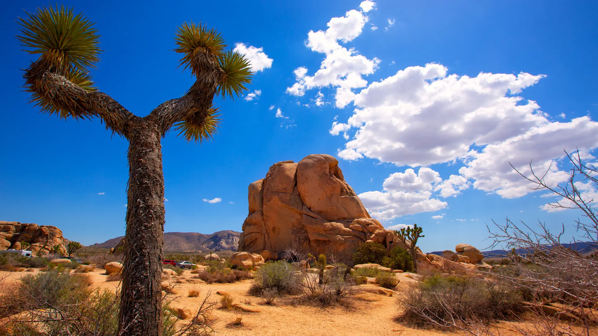 JOSHUA TREE NATIONALPARKEN - en af de mindre kendte parker i USA, men helt sikkert et besøg værd for at opleve de lidt specielle træer, der ligger navn til parken, Check Point Travel