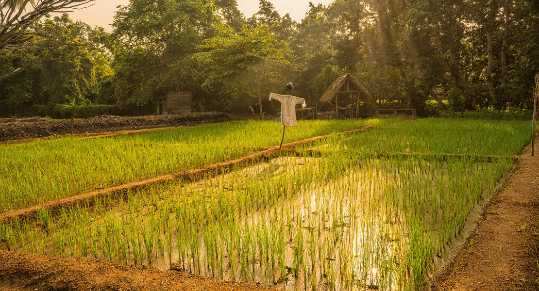 Anantara Tangalle Resort Gardens Sustainable Agriculture Rice Fields 1920X1037