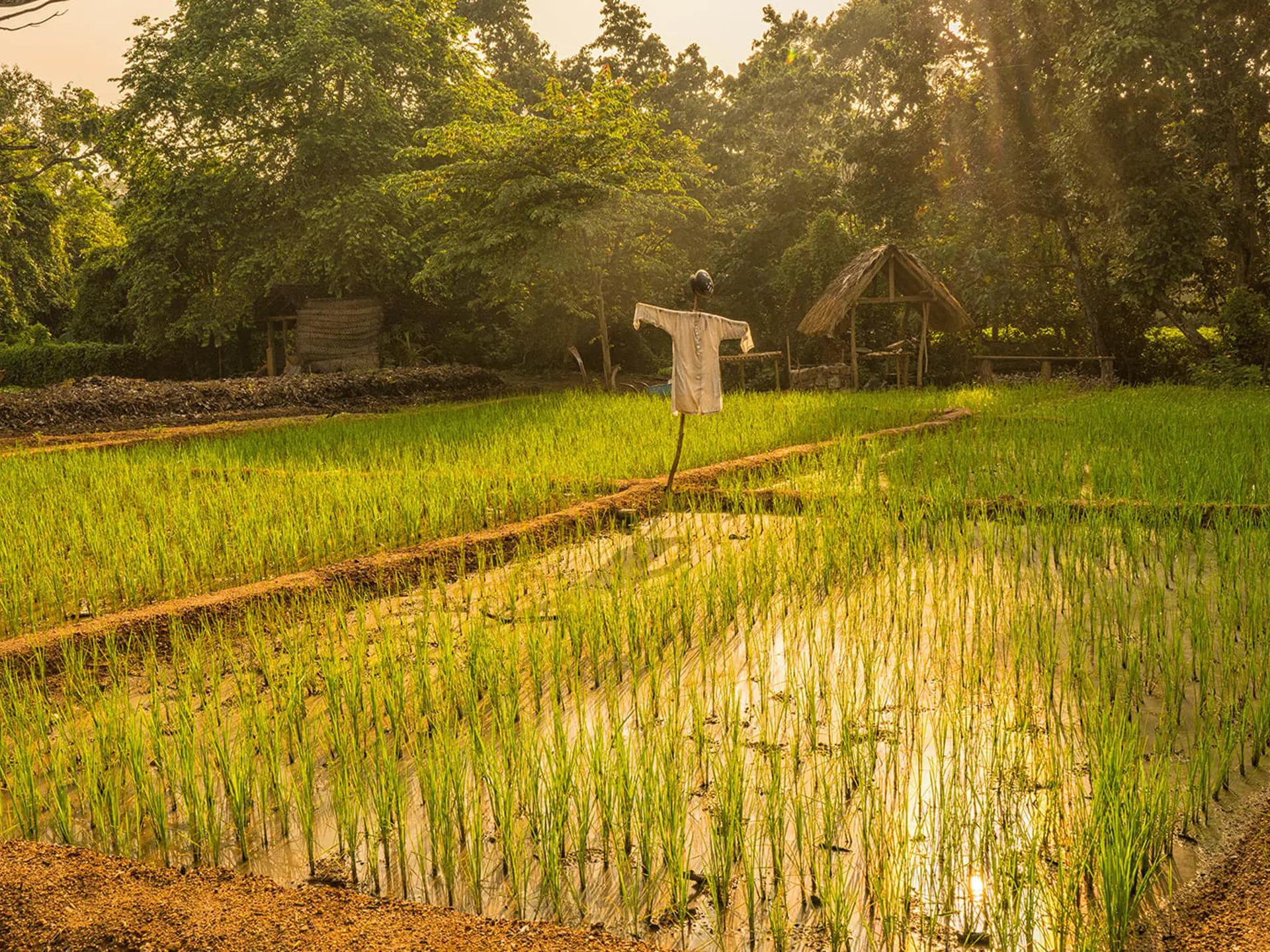 Anantara Tangalle Resort Gardens Sustainable Agriculture Rice Fields 1920X1037