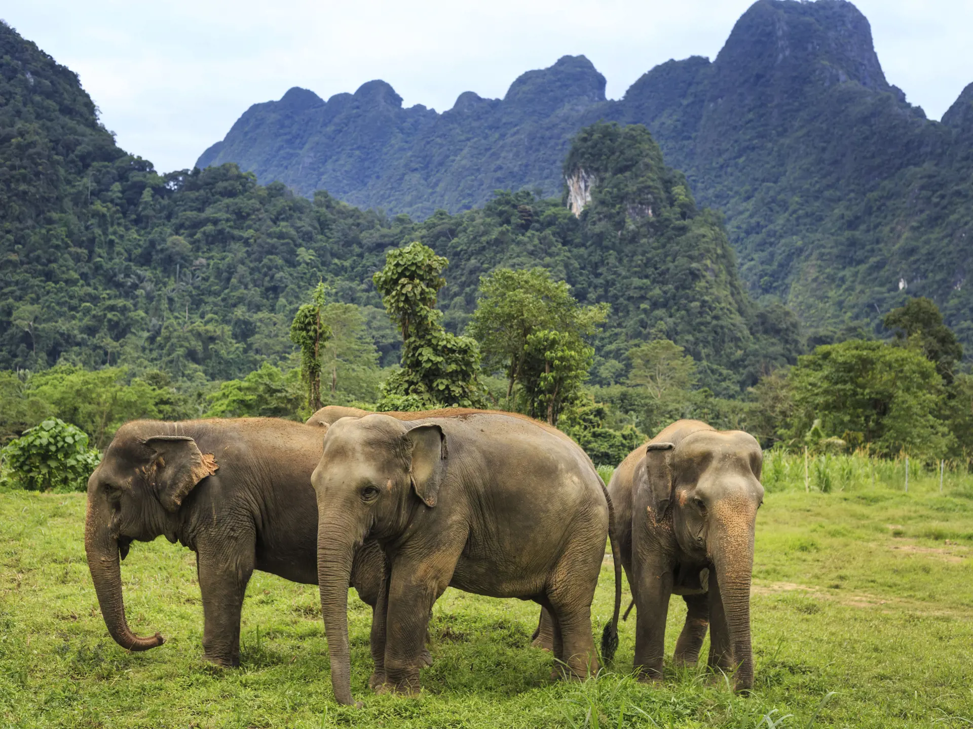 H8 Ethical Elephant Experience At Elephant Hills Luxury Tented Camp Khao Sok National Park Thailand No Elephant Riding Or Trekking