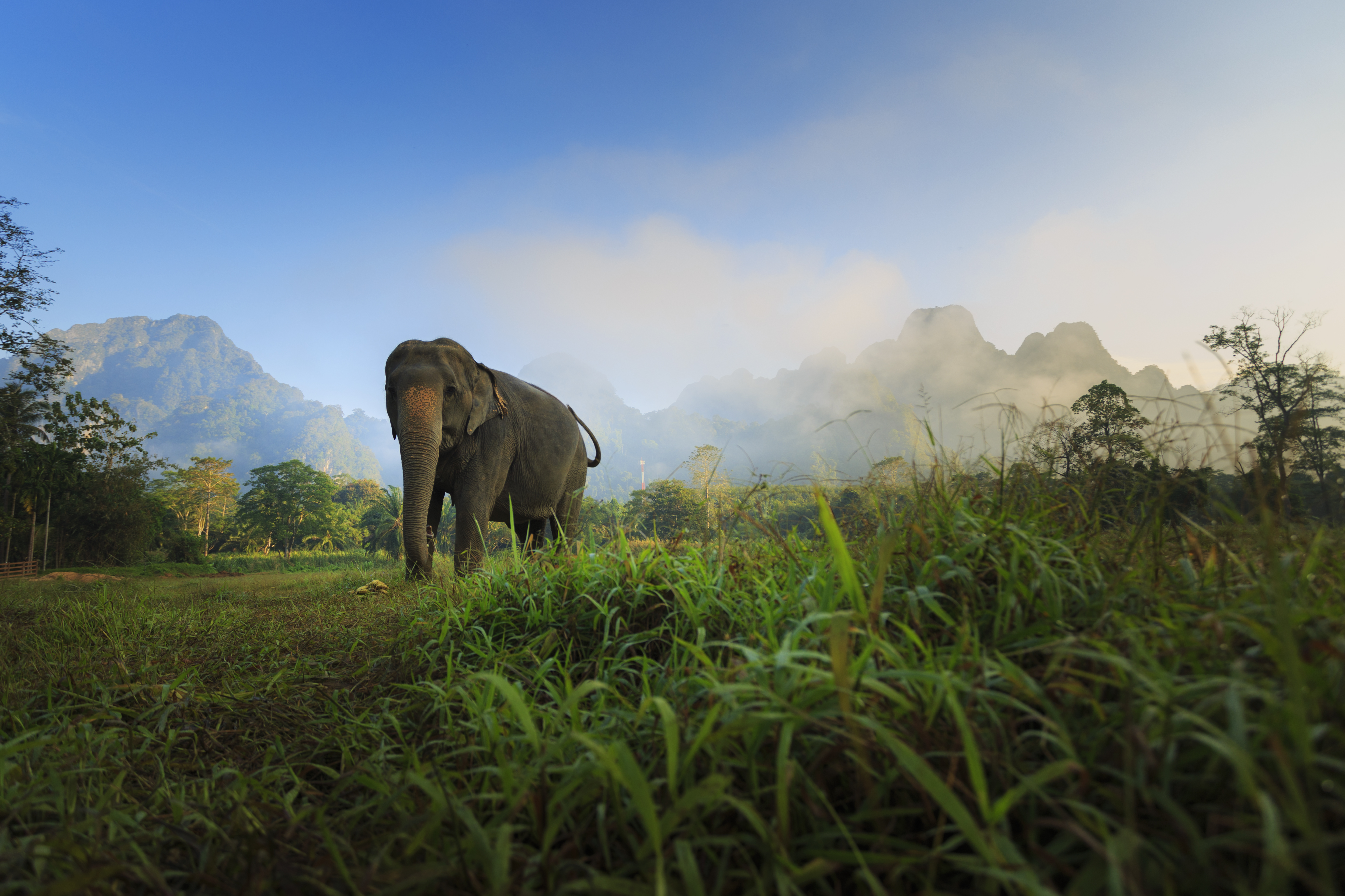 H1 Ethical Elephant Experience At Elephant Hills Luxury Tented Camp Khao Sok National Park Thailand No Elephant Riding Or Trekking