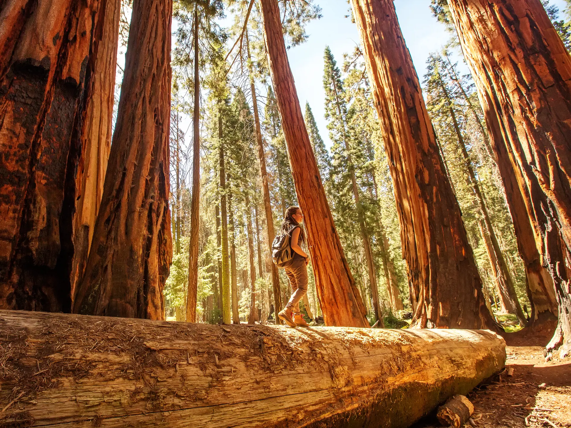 Sequoia National Park (2)