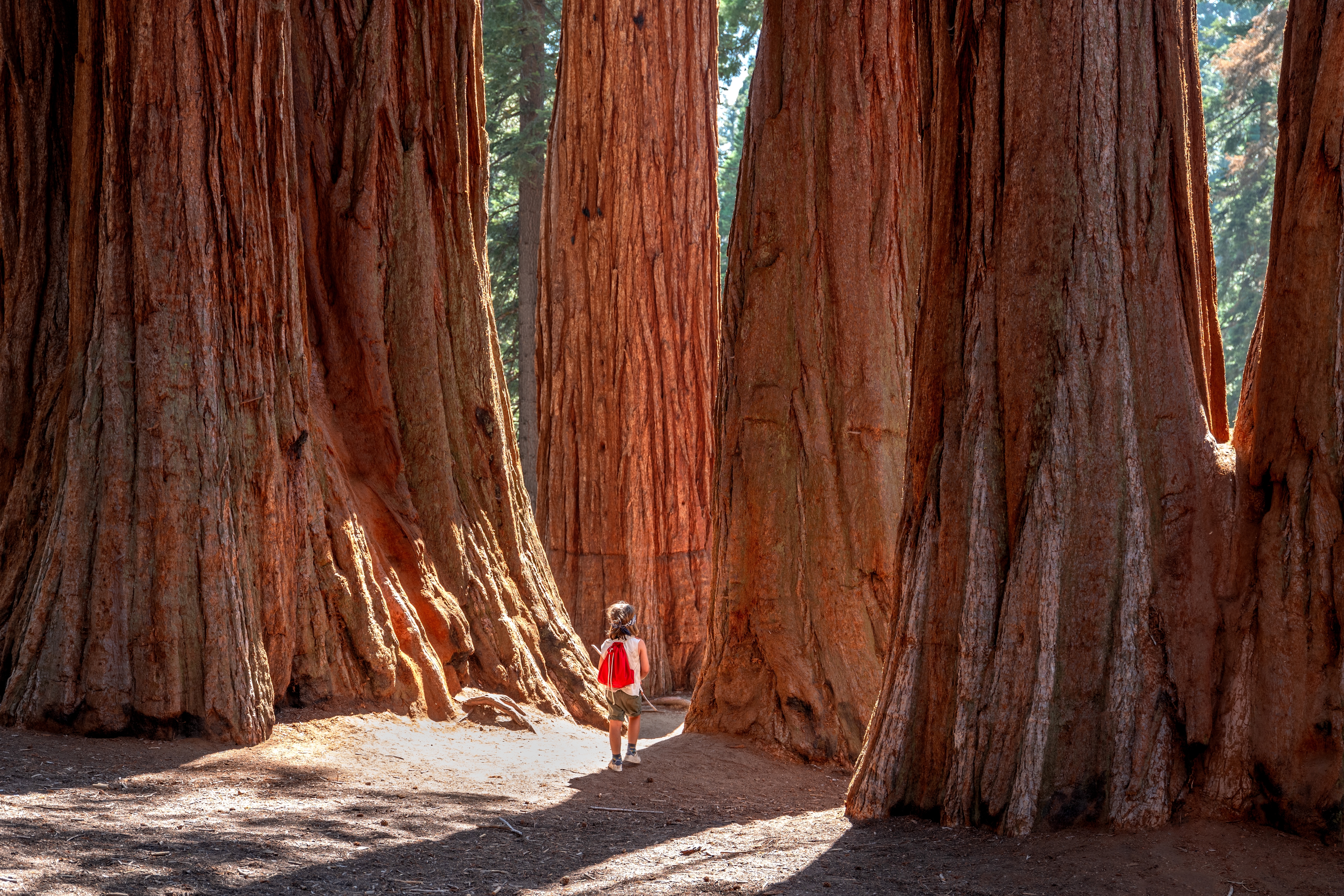 General Sherman Shutterstock 2520559563