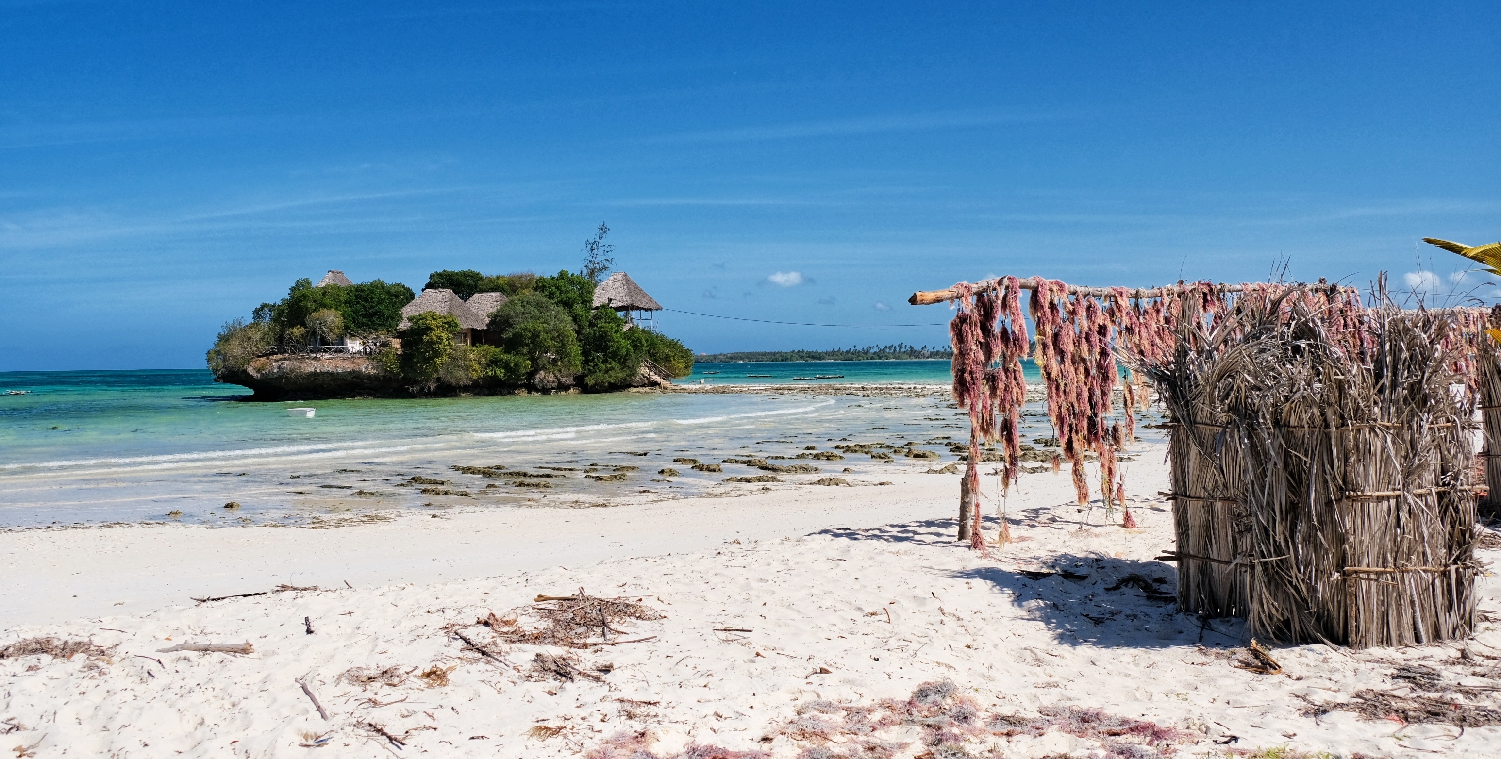 Shutterstock 2306514583 Zanzibar, Tanzania Beautiful Calm White Sand Beach With Clear Sky Seaweed Farming In Pongwe