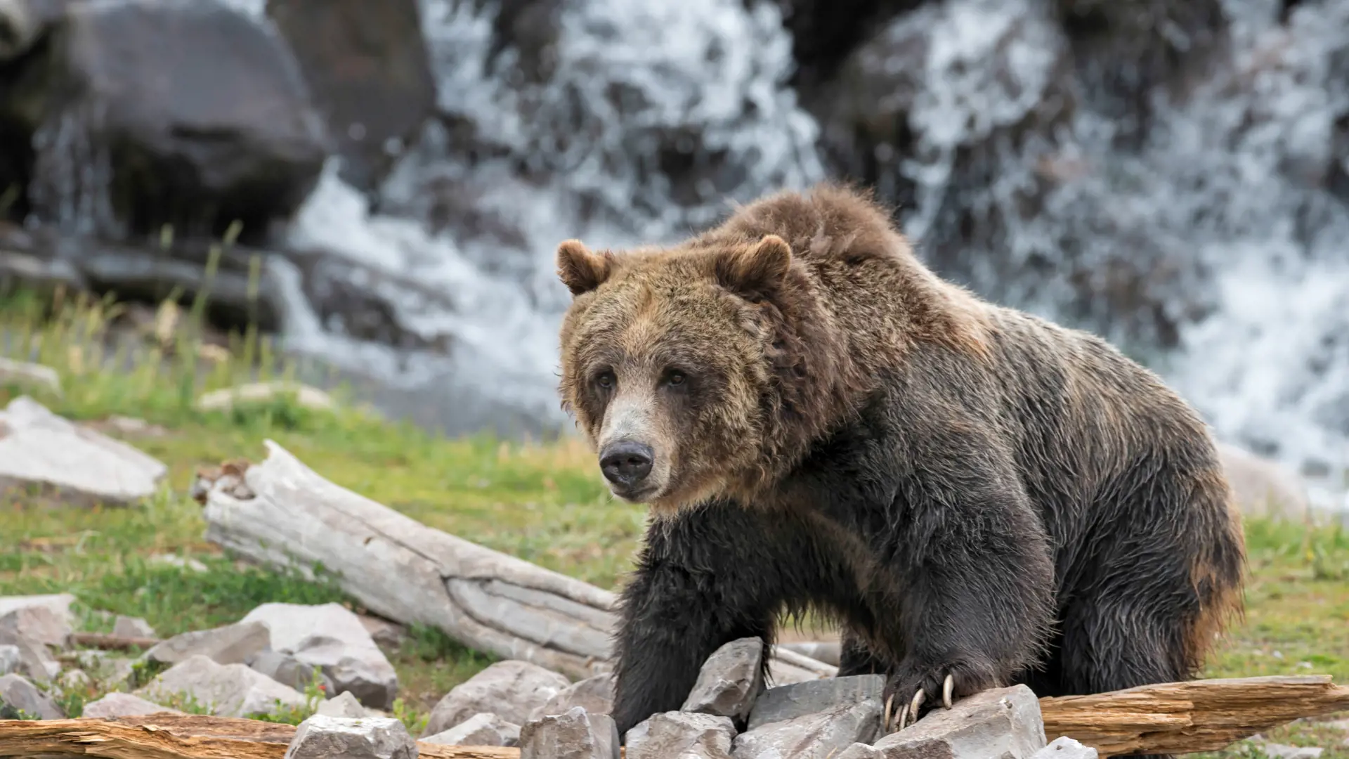 dag 10.shutterstock_154772894 Grizzly bear in Yellowstone National Park, Wyoming.jpg
