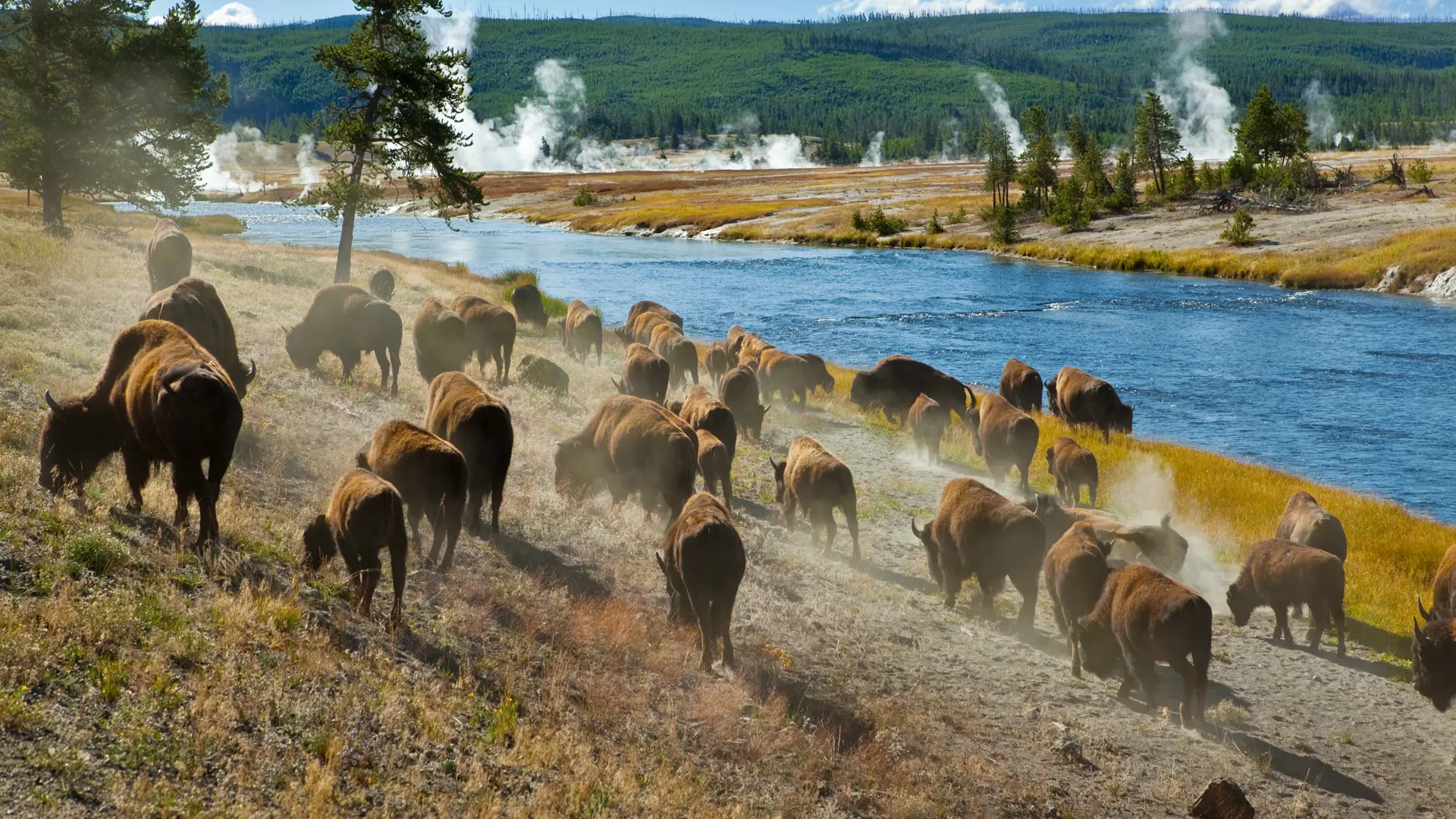 YELLOWSTONE - store bisonflokke præger lanskabet i nationalparken, ligesom de termiske kilder og sprudlende gejsere, Check Point Travel