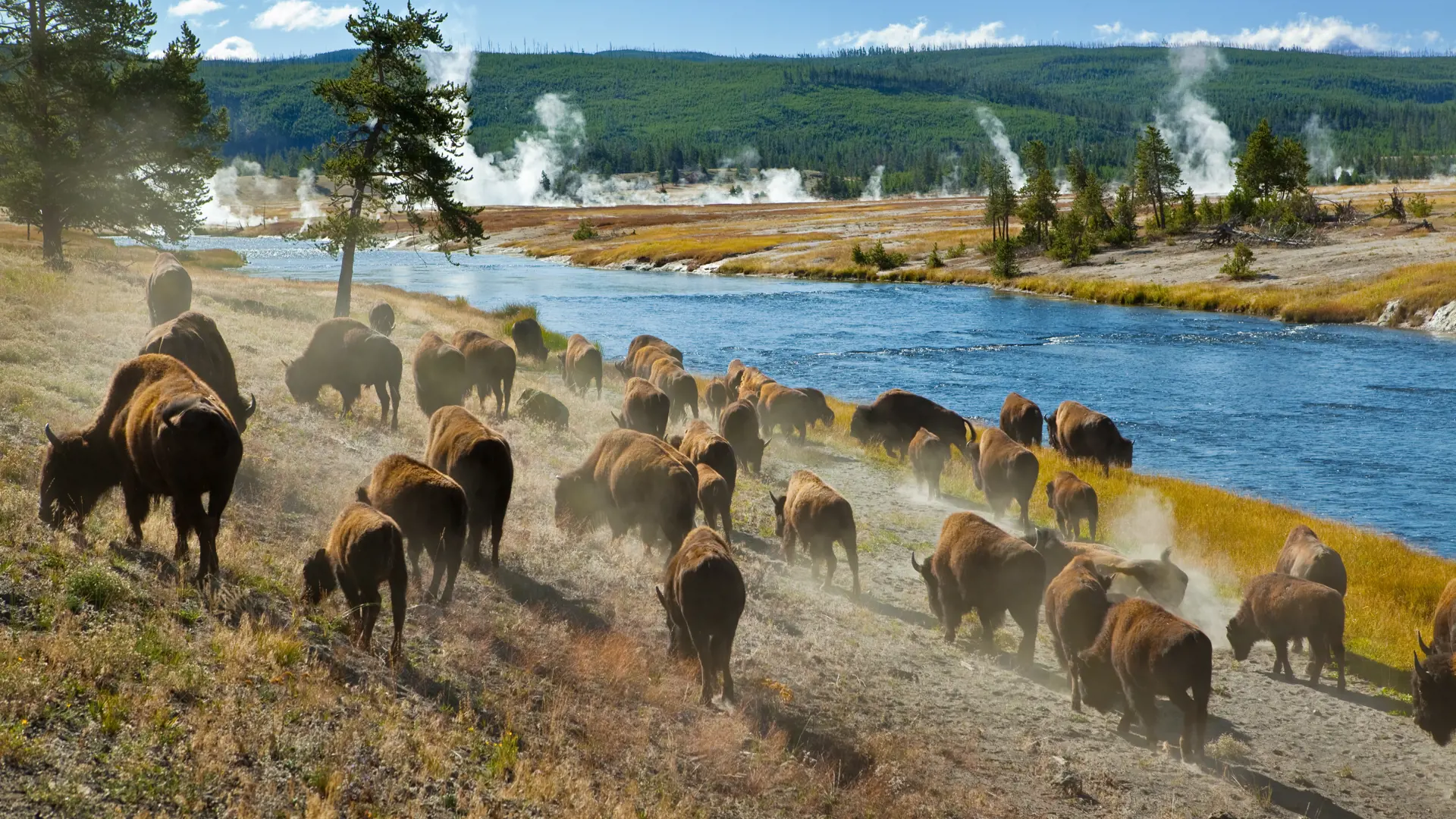 YELLOWSTONE - store bisonflokke præger lanskabet i nationalparken, ligesom de termiske kilder og sprudlende gejsere, Check Point Travel