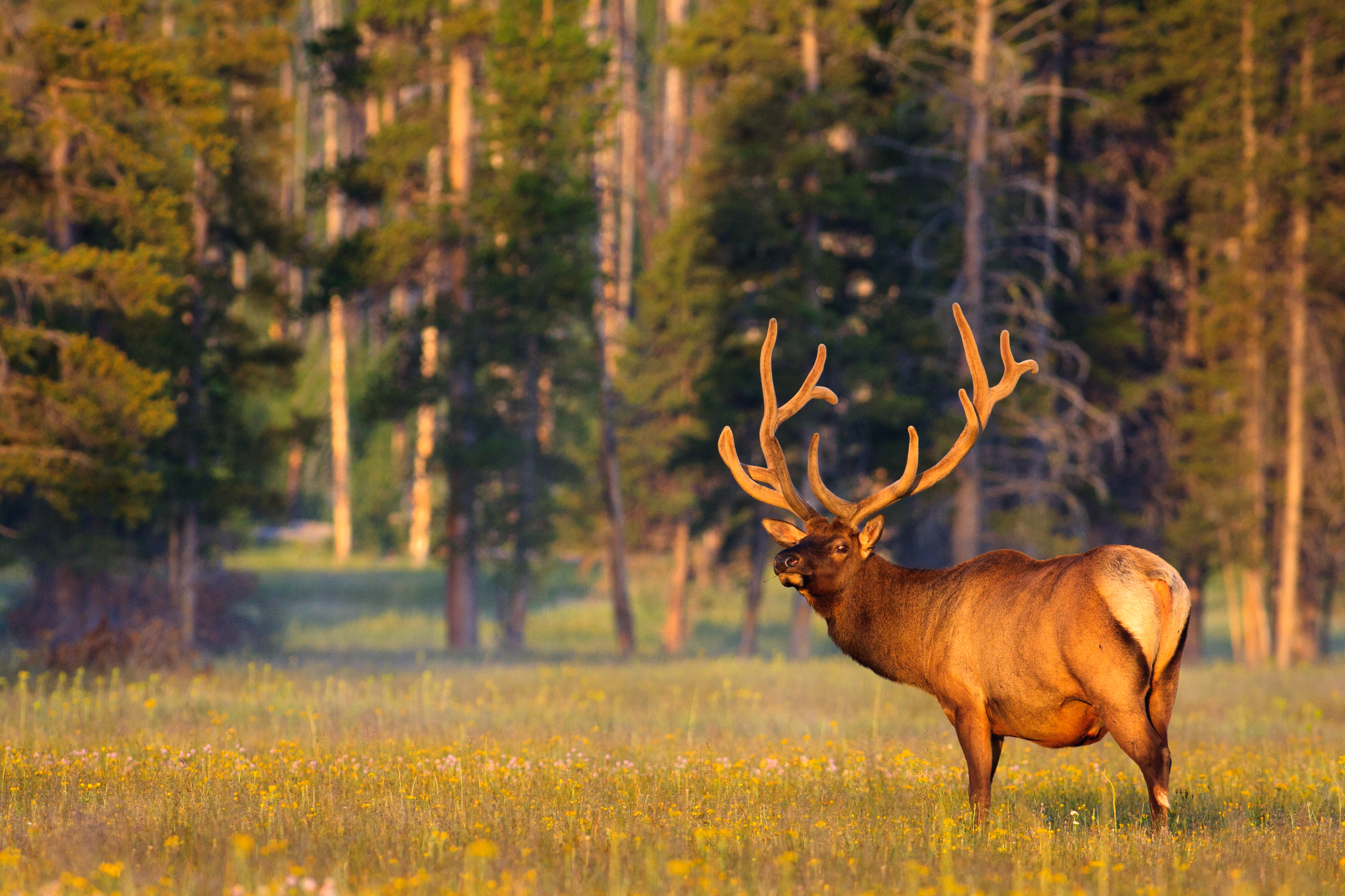 YELLOWSTONE - det særdeles rige og afvekslende dyreliv i Yellowstone nationalparken er med tila t gøre et besøg til noget helt unikt, Check Pont Travel