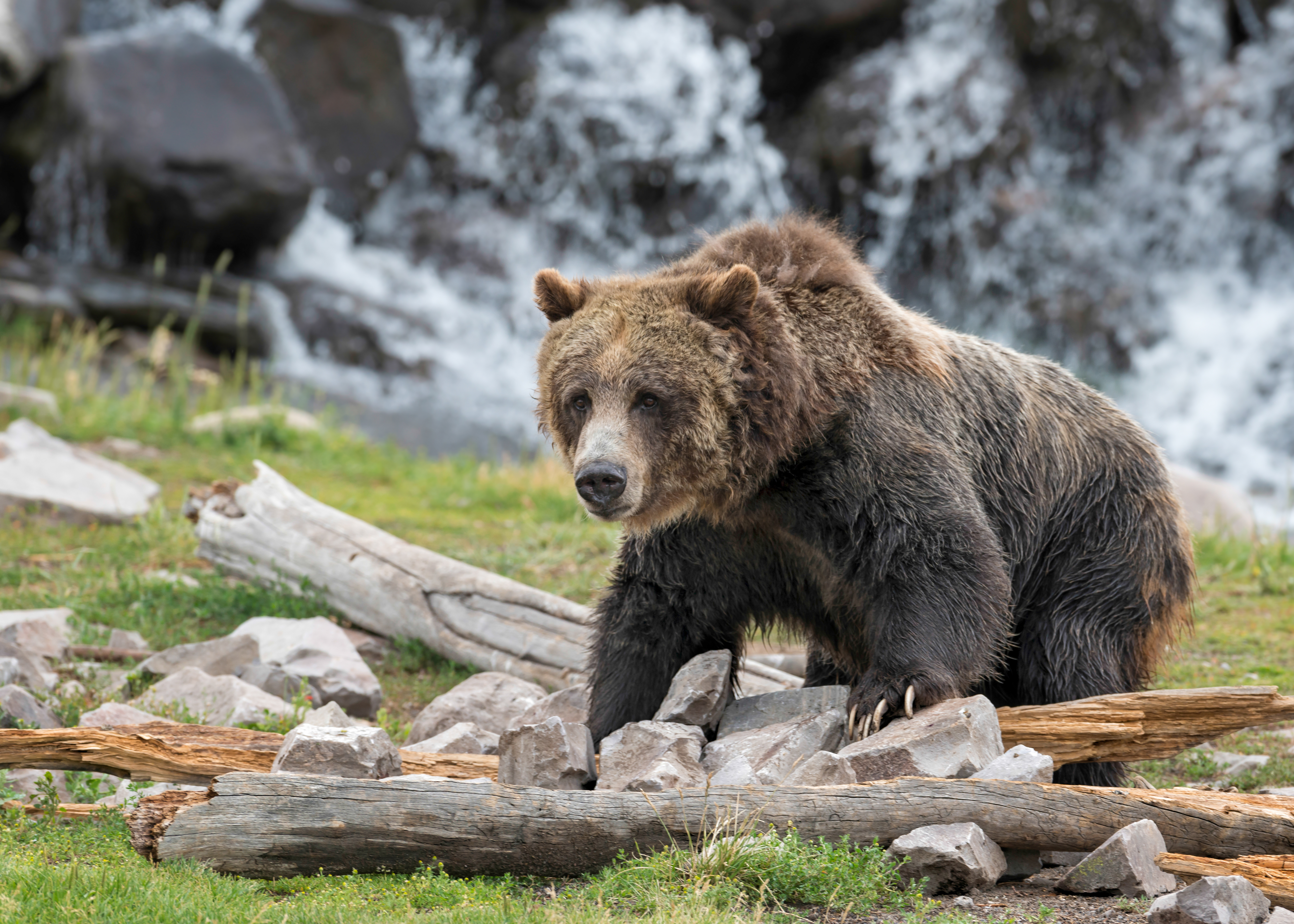 YELLOWSTONE - de enorme grizzly bjørne er især synlige i sommerhalvåret, hvor de samler honning i skovene og jager fisk i floderne, Check Point Travel