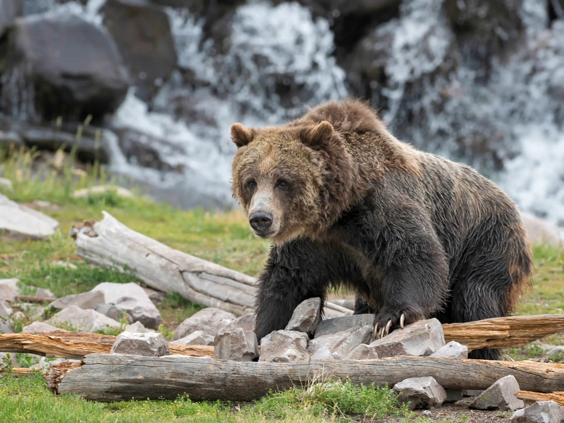 YELLOWSTONE - de enorme grizzly bjørne er især synlige i sommerhalvåret, hvor de samler honning i skovene og jager fisk i floderne, Check Point Travel