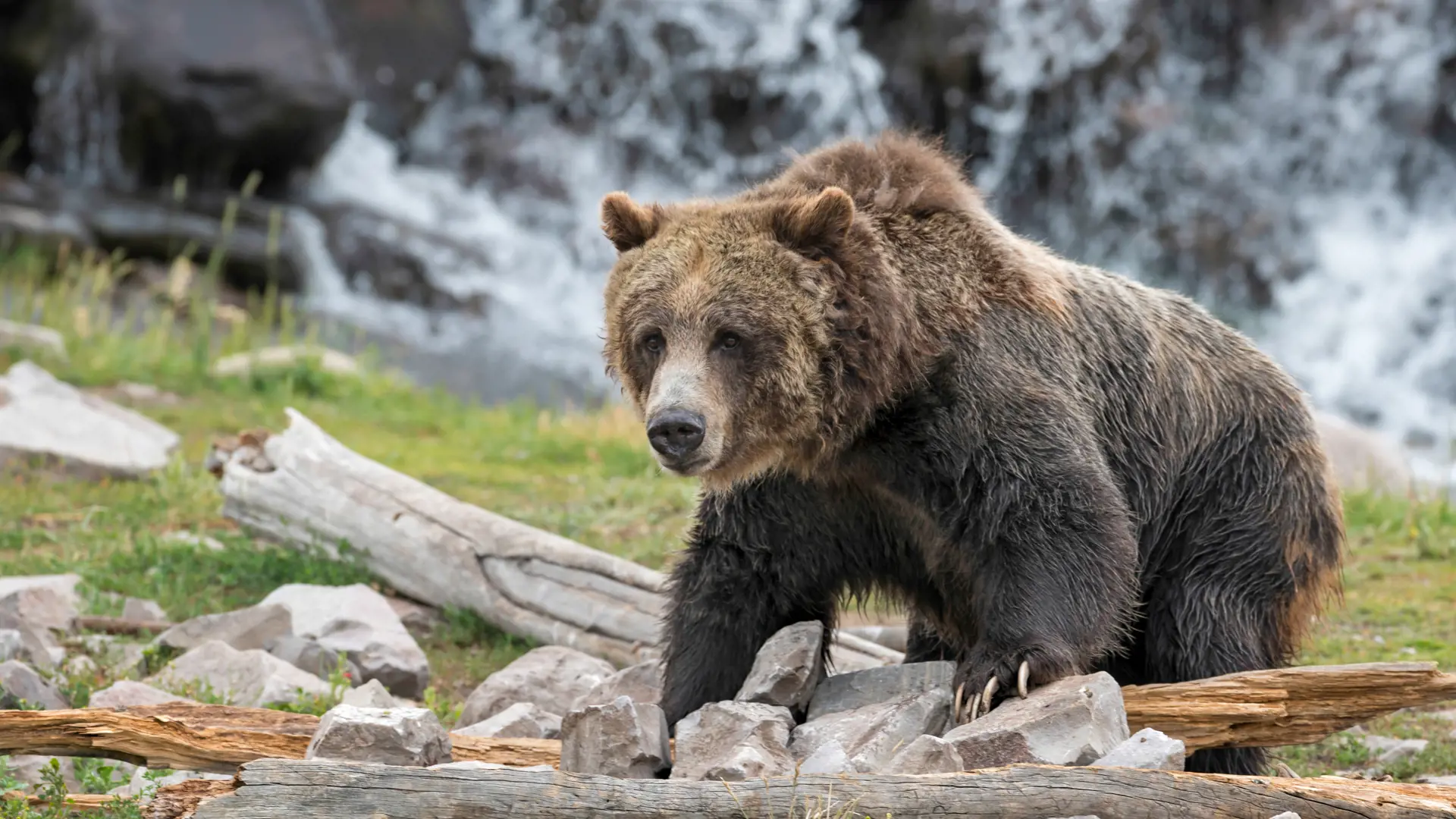 shutterstock_154772894 Grizzly bear in Yellowstone National Park, Wyoming.jpg