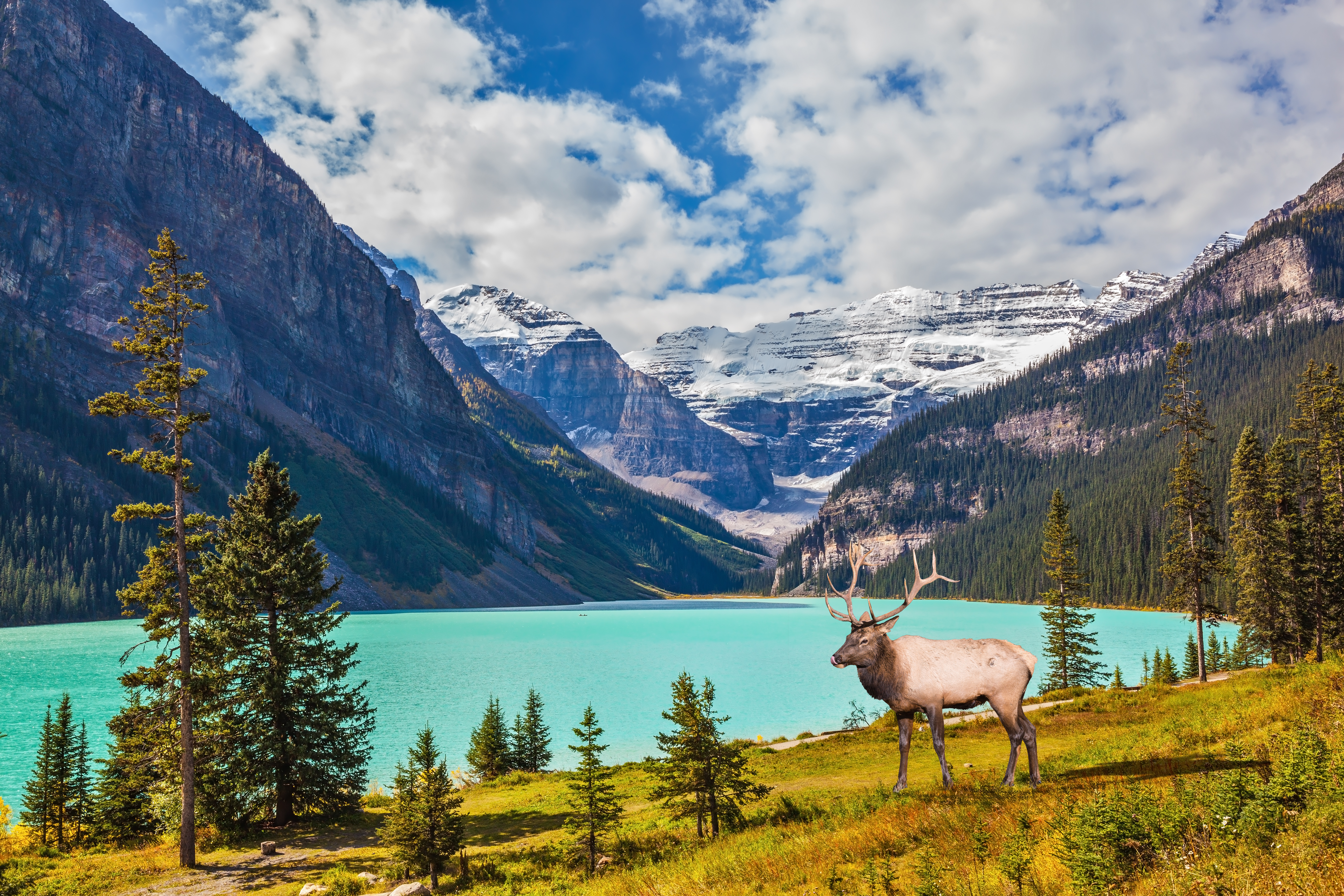 Shutterstock 347876915 Red Deer Antlered Went For Walk. Rocky Mountains, Canada.