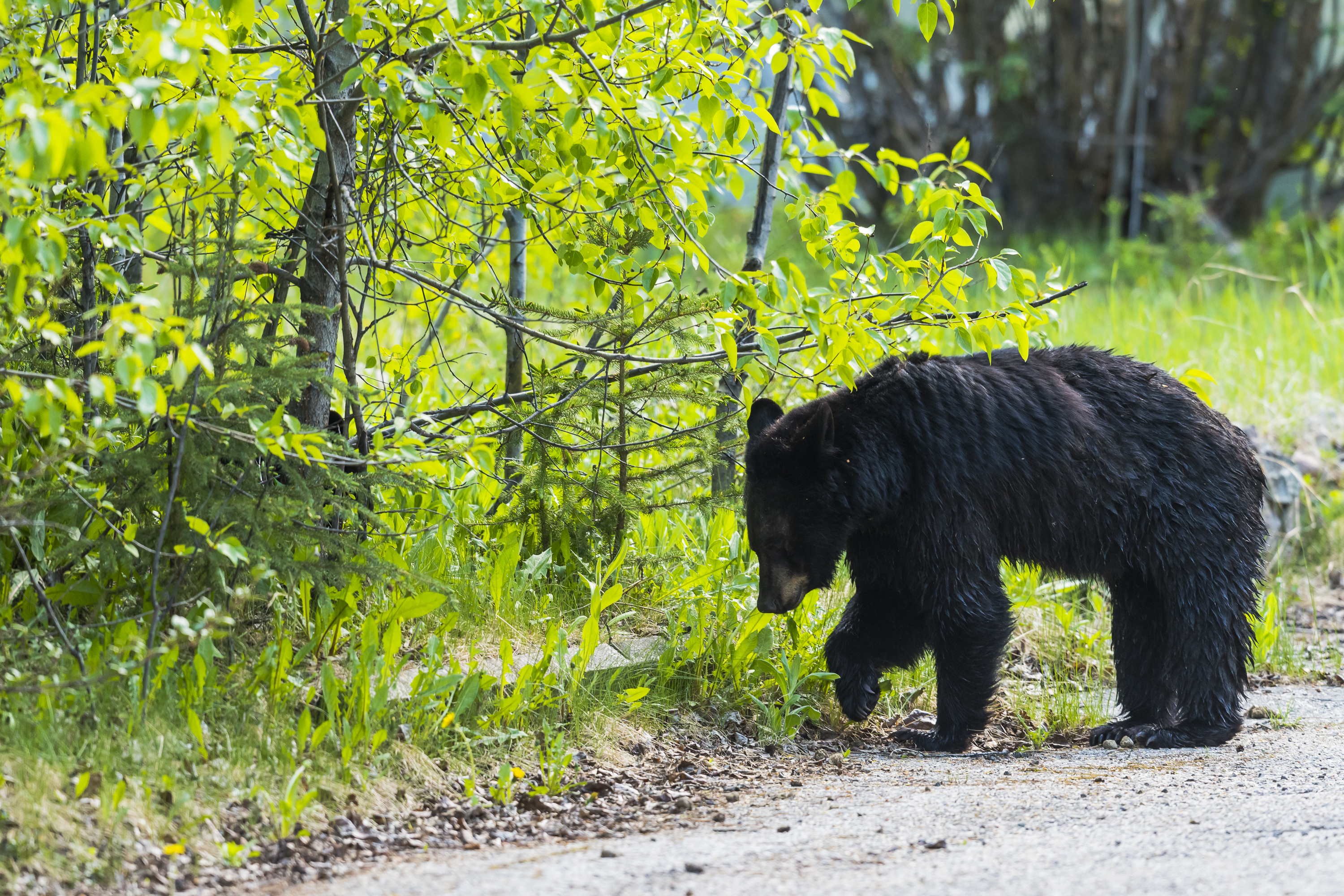 Shutterstock 307548524 American Black Bear In The Springtime, Jasper National Park Alberta Canada