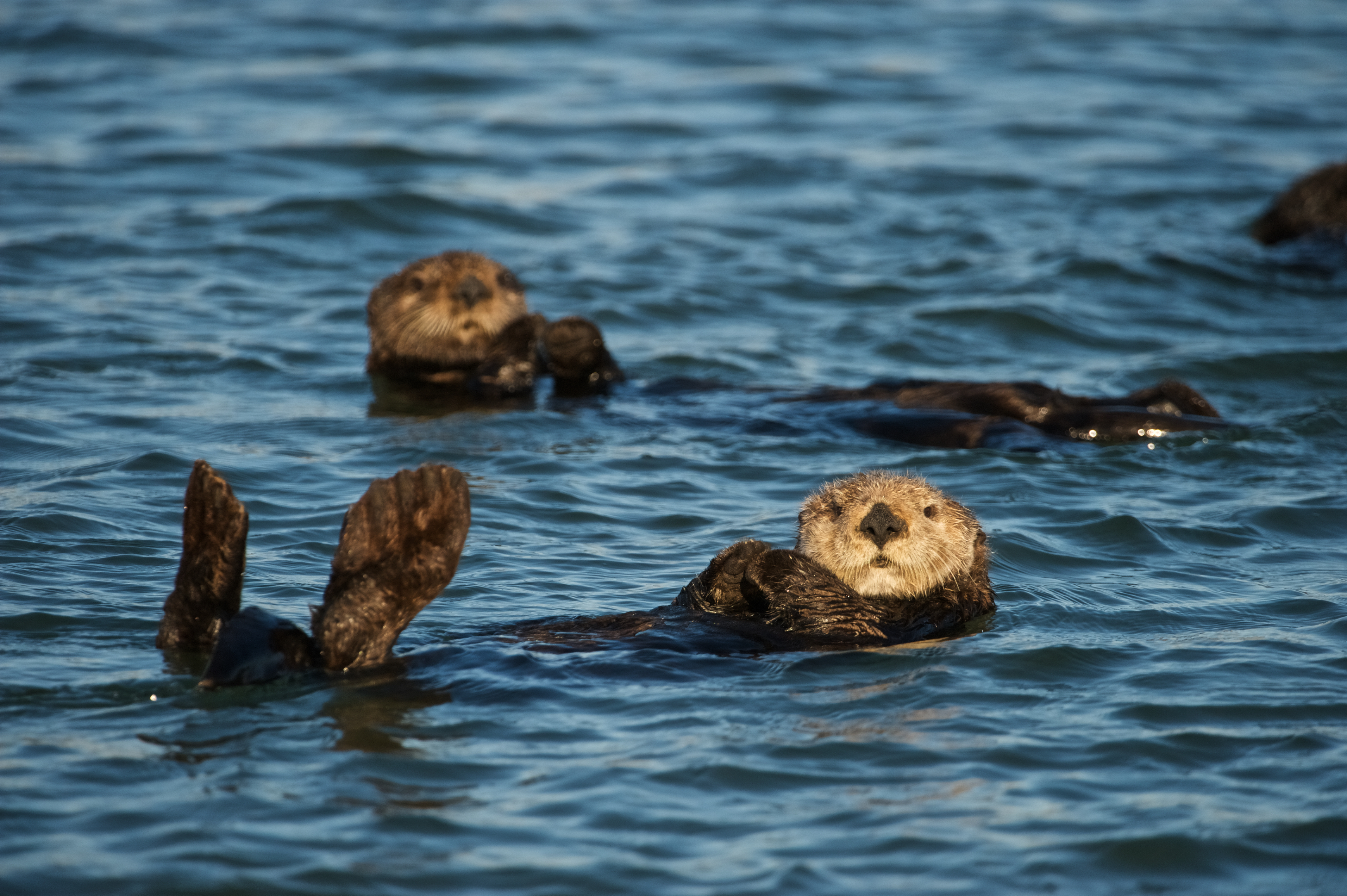 Havoddere Ved Monterey Shutterstock 1018331833