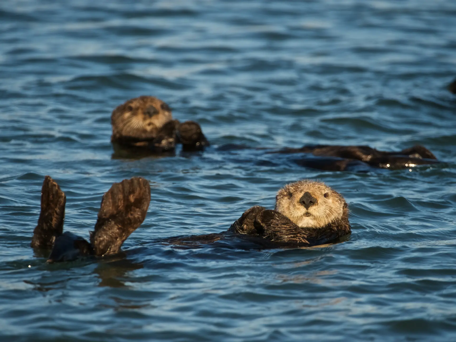 Havoddere Ved Monterey Shutterstock 1018331833