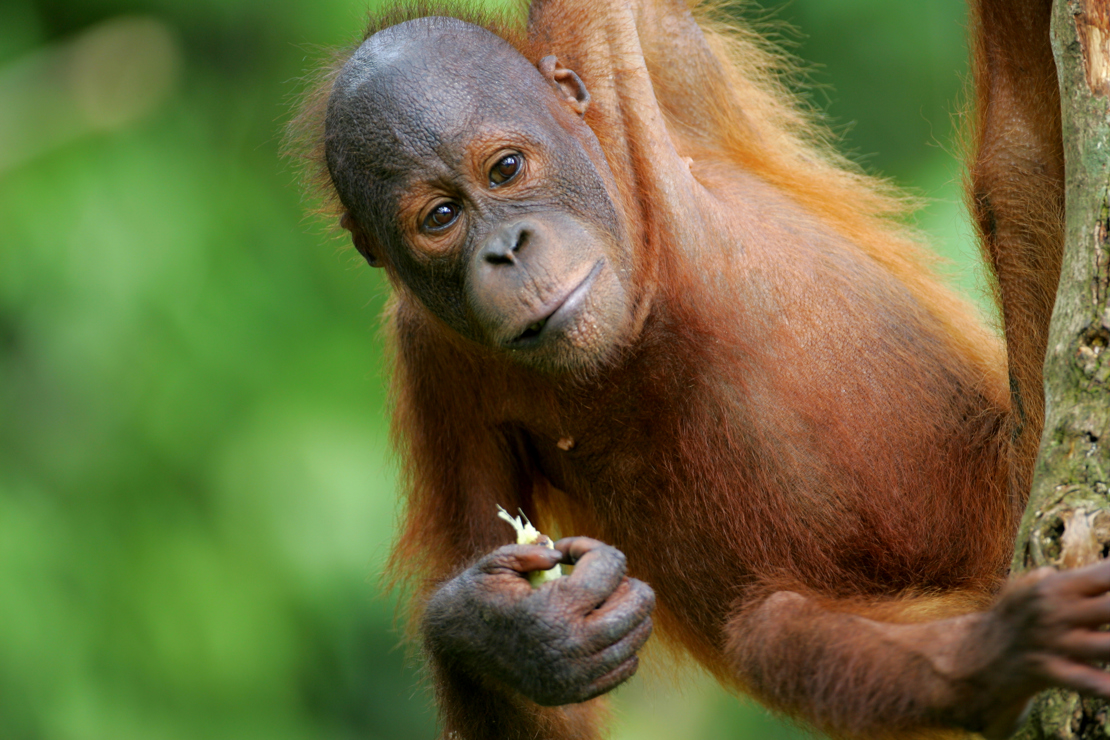 Borneo Orangutans_7378072.jpg