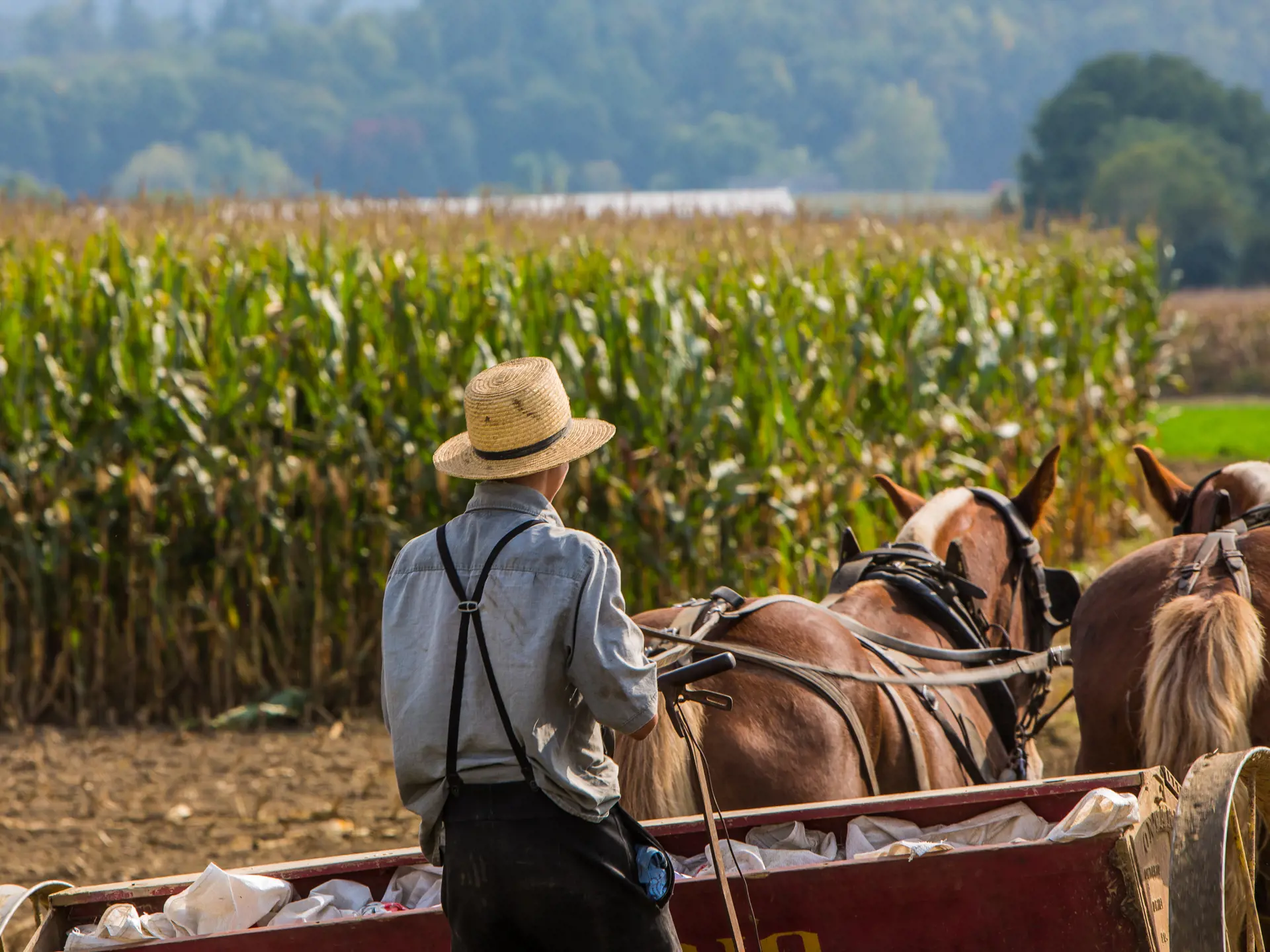 dag 4shutterstock_221091451 Young amish farmer behind horses sowing a field.jpg