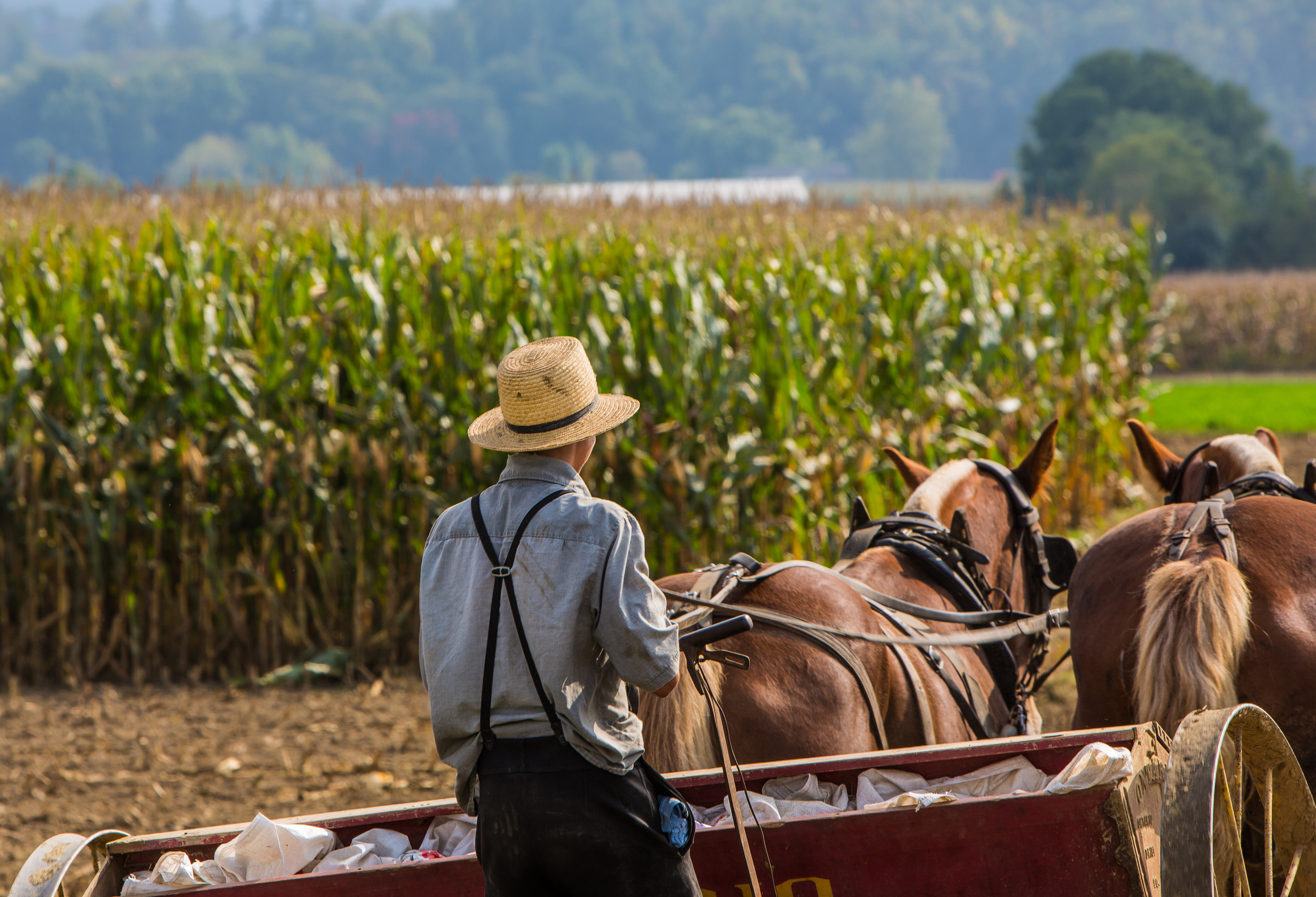 LANCASTER - Amish-folket præger området med deres tradtionelle hestevogne og påklædning, Check Point Travel