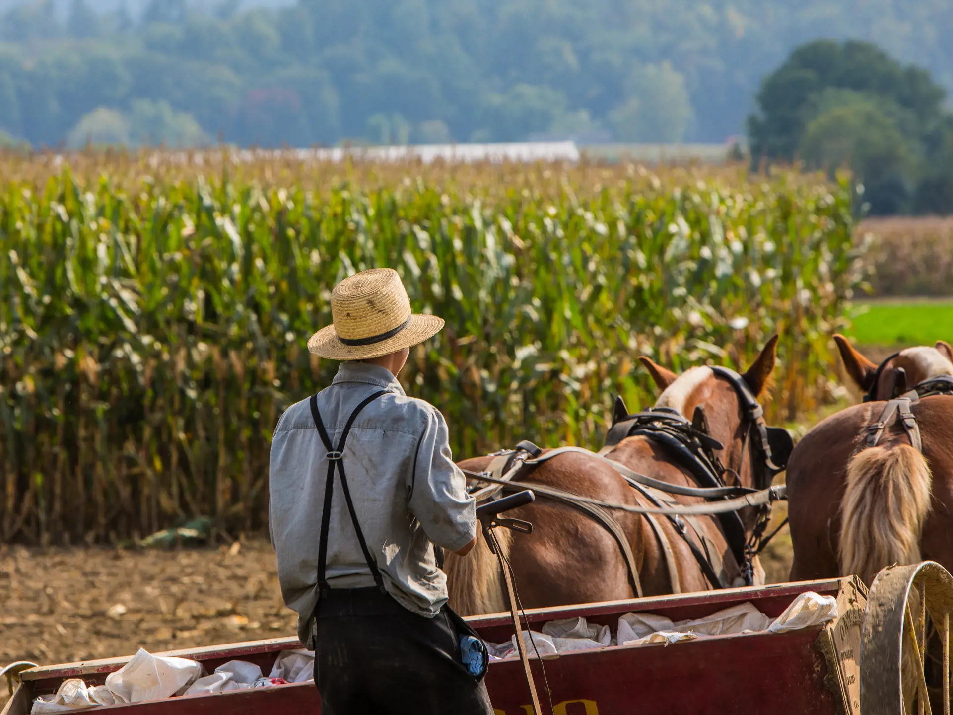 LANCASTER - Amish-folket præger området med deres tradtionelle hestevogne og påklædning, Check Point Travel