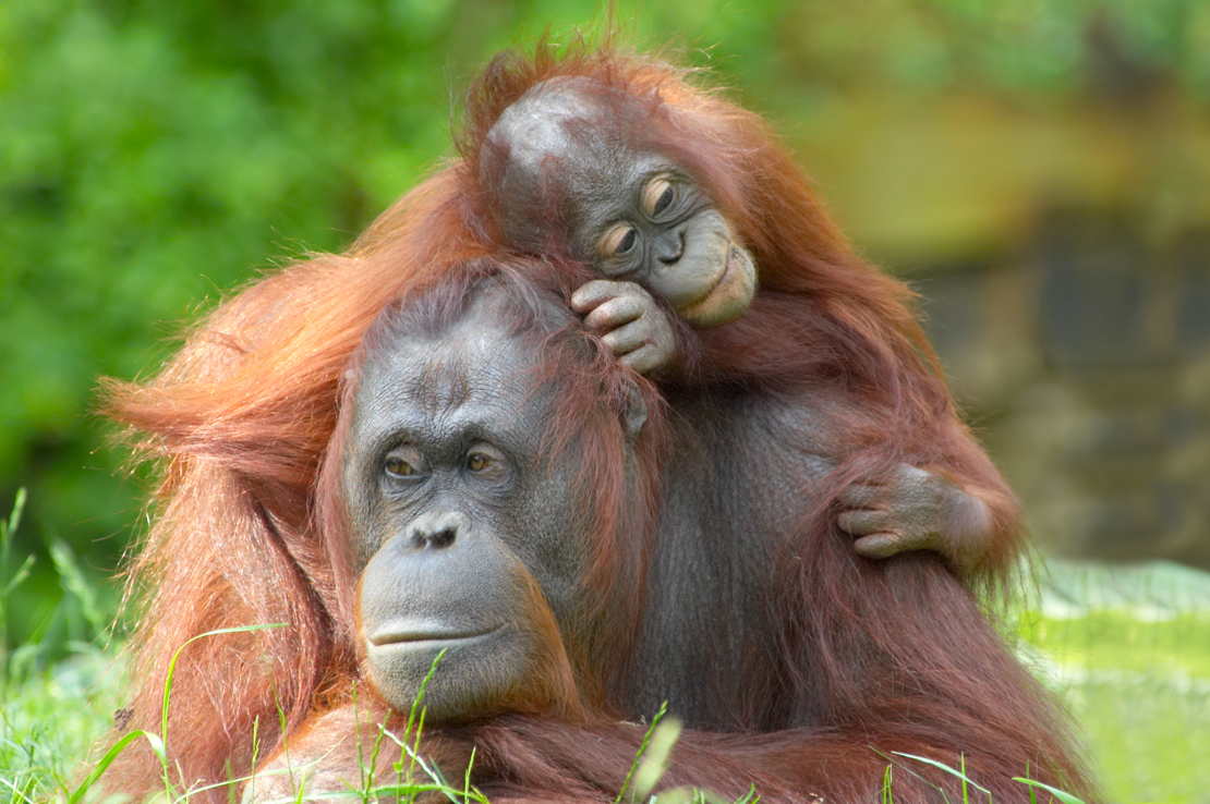 shutterstock_3445658 mother orangutan with her cute baby.jpg