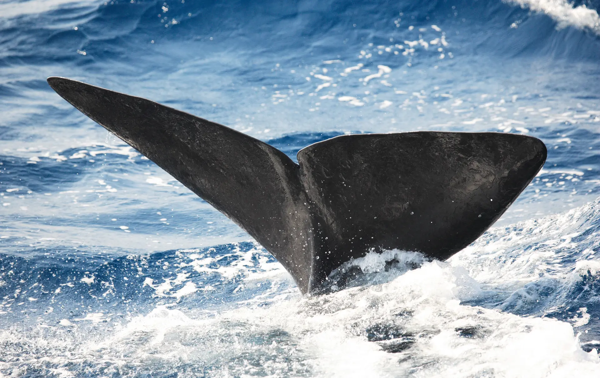 HVALSAFARI - flere steder tilbydes spændende hvalsafarier med mulighed for at se blåhvaler, Check Point Travel