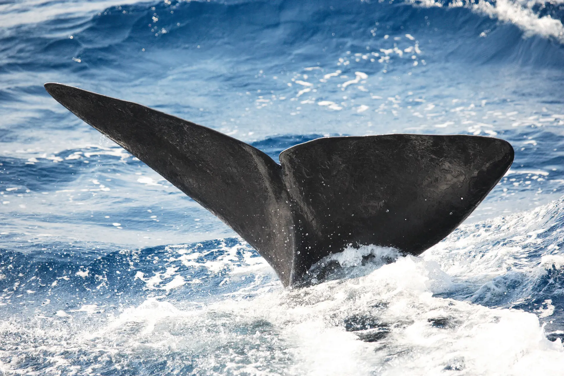 HVALSAFARI - flere steder tilbydes spændende hvalsafarier med mulighed for at se blåhvaler, Check Point Travel