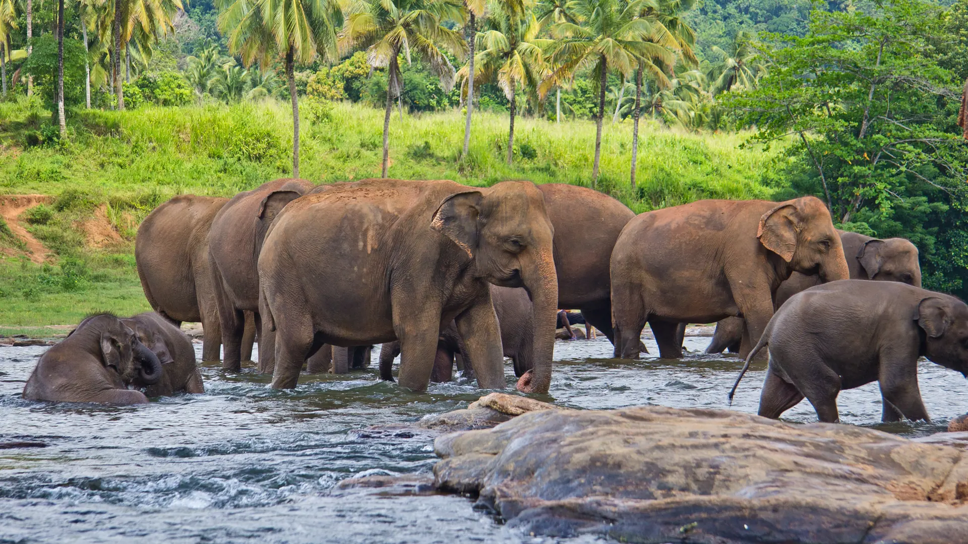 PINNAWALA - overalt på Sri Lanka har du mulighed for at opleve elefanter, i naturen, på pengesedler og T-shirts Check Point Travel