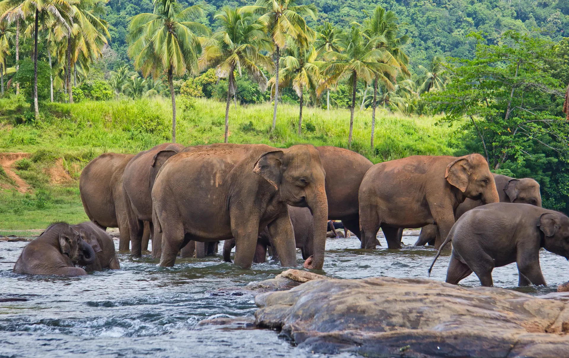 PINNAWALA - overalt på Sri Lanka har du mulighed for at opleve elefanter, i naturen, på pengesedler og T-shirts Check Point Travel