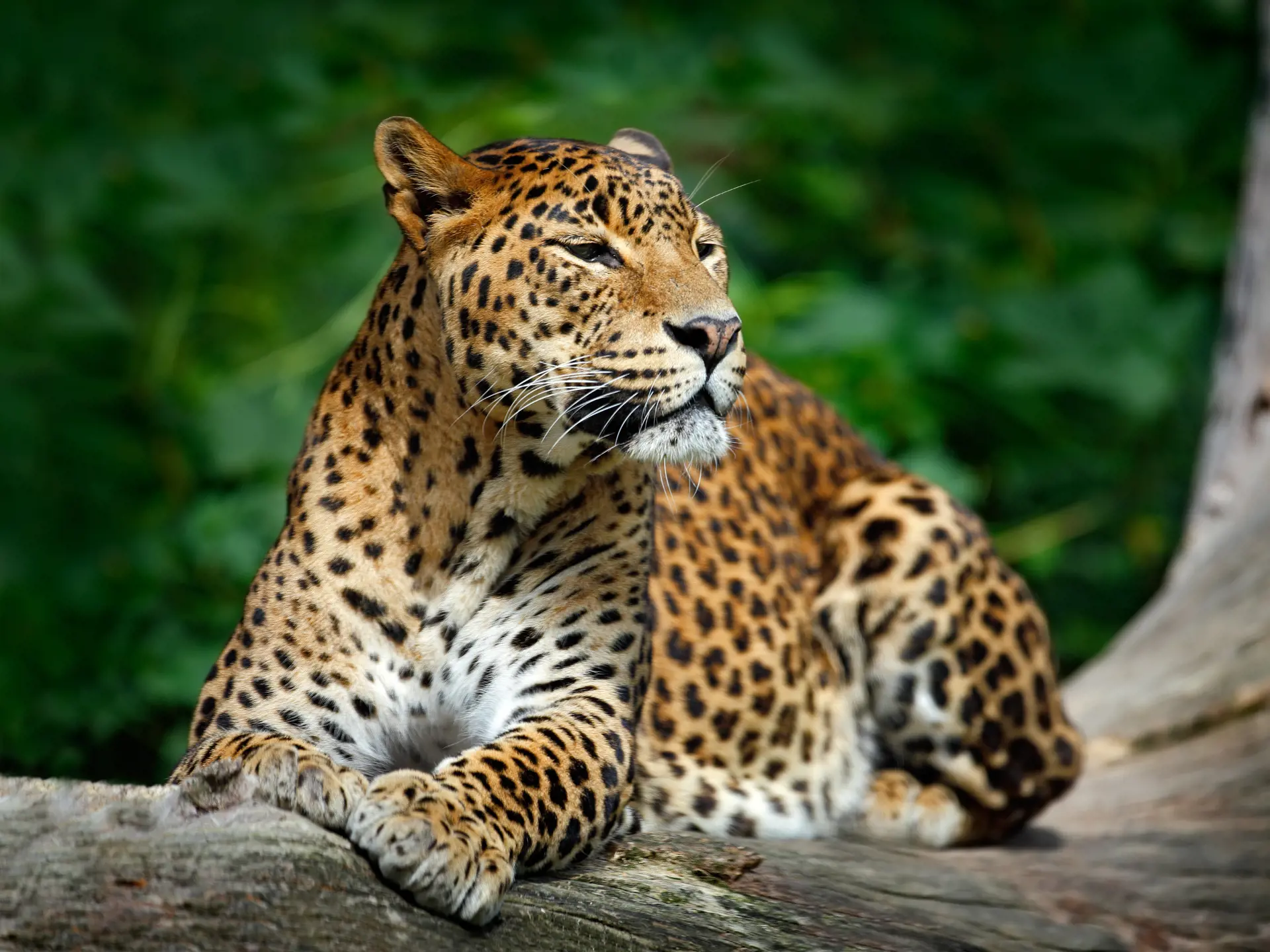 Dyrelivet på Sri Lanka. Oplev smukke leoparder i Yala National Park, Check Point Travel