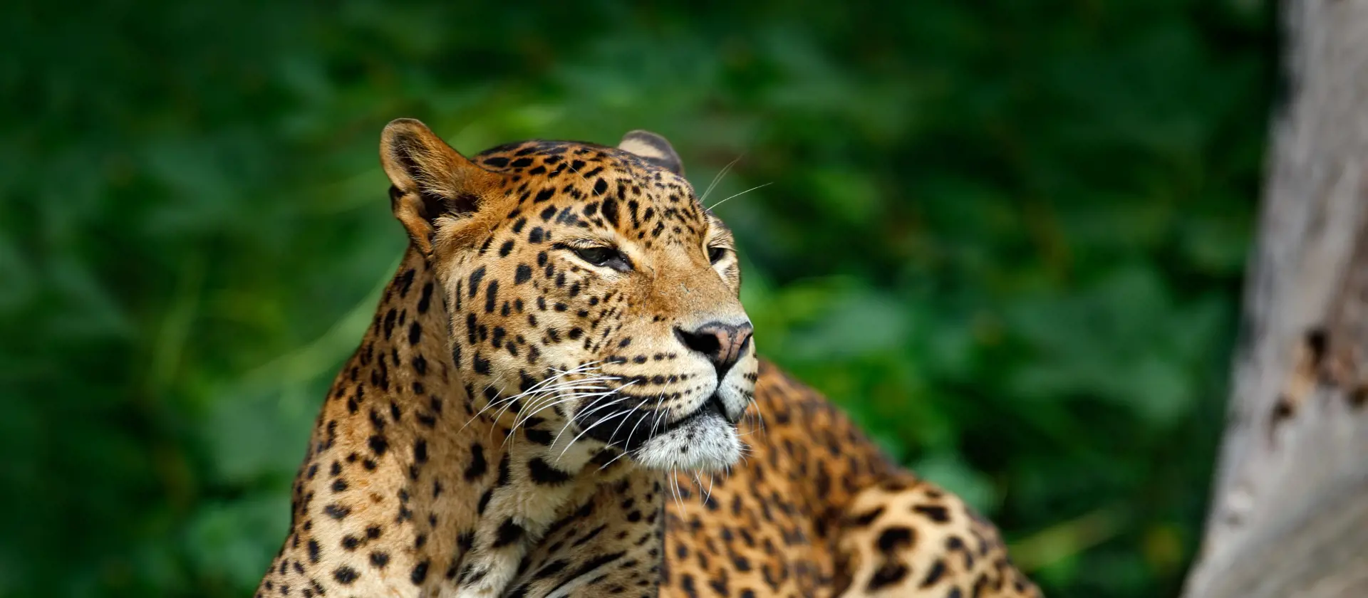 Dyrelivet på Sri Lanka. Oplev smukke leoparder i Yala National Park, Check Point Travel