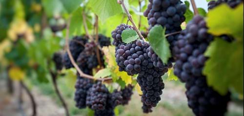 Vindruer Bruges Ved Kelowna Dagsprogram Foto Destination British Colombia