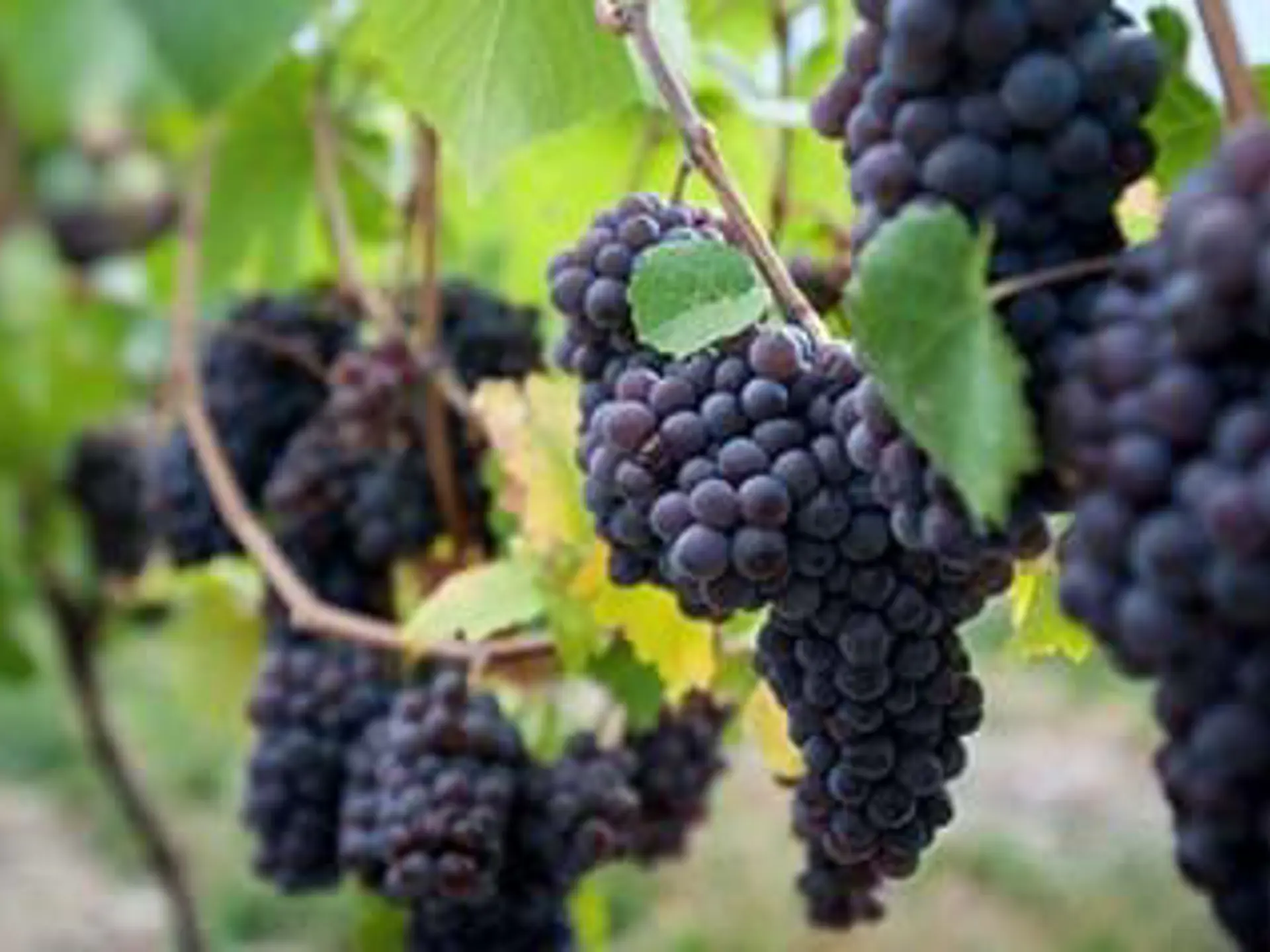 Vindruer Bruges Ved Kelowna Dagsprogram Foto Destination British Colombia