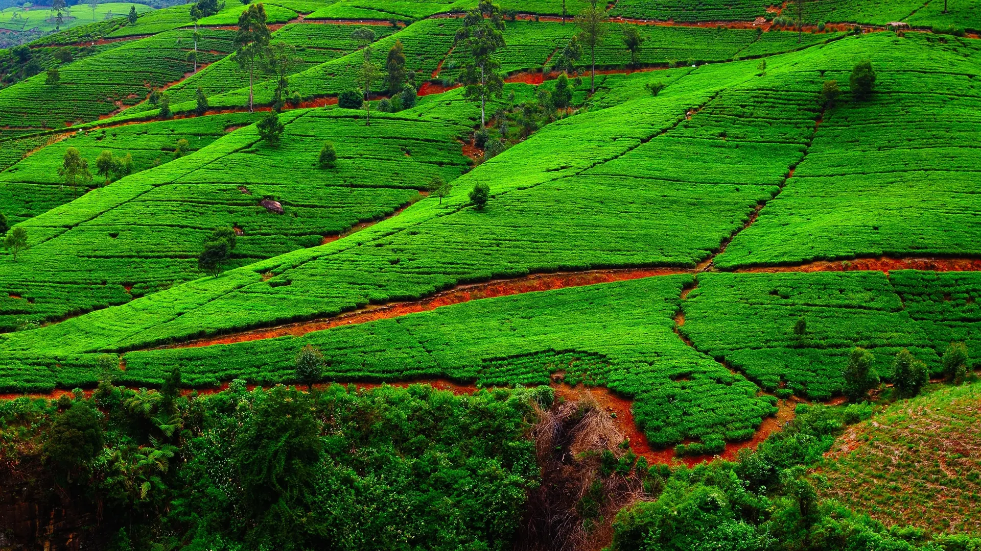 dag 7 shutterstock_229257676 Fields of tea. Plantation in Sri Lanka..jpg