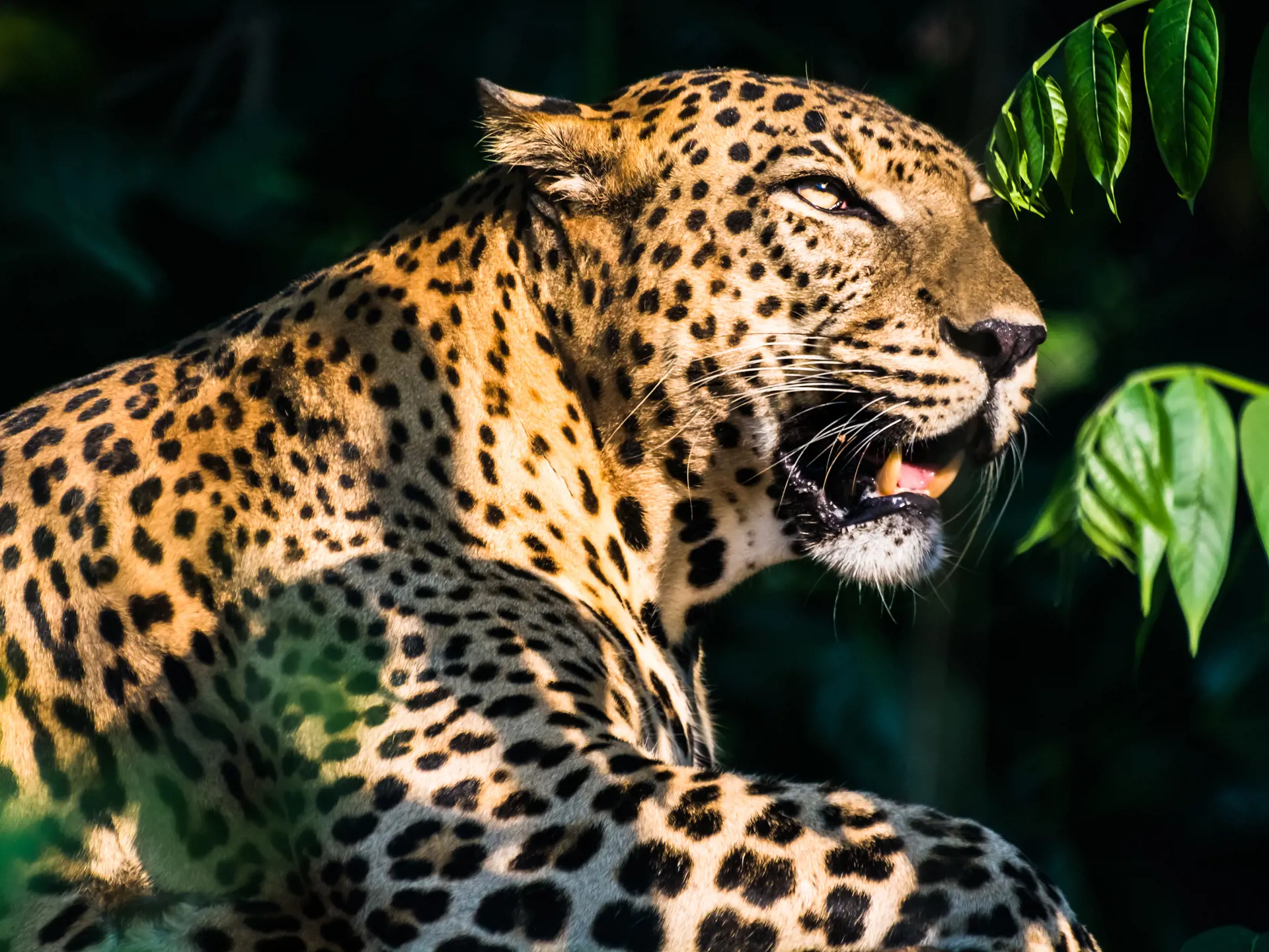 YALA - et af de bedste steder i Verden at opleve leoparden, Check Point Travel