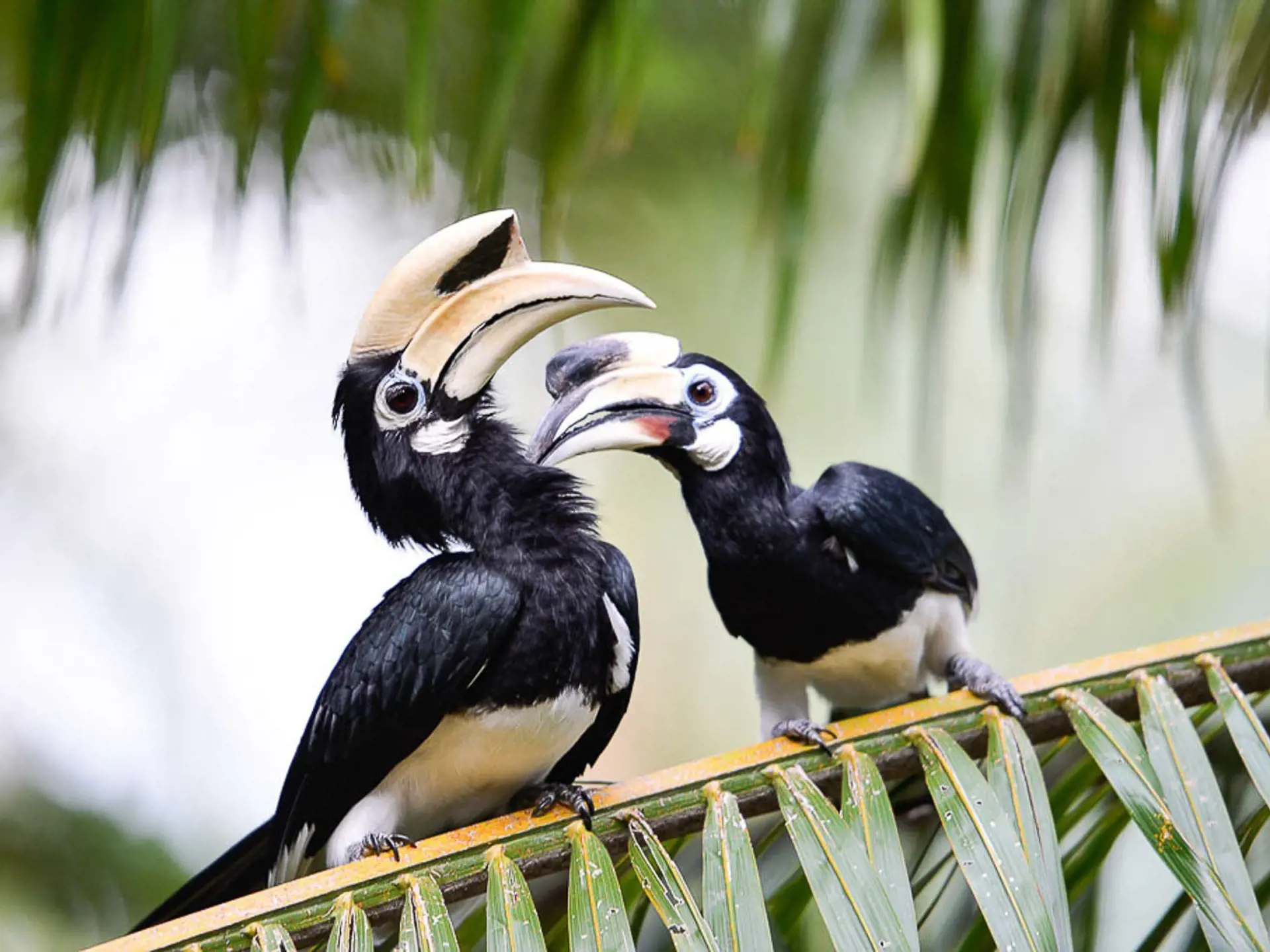 Hornbills på Paradise Resort