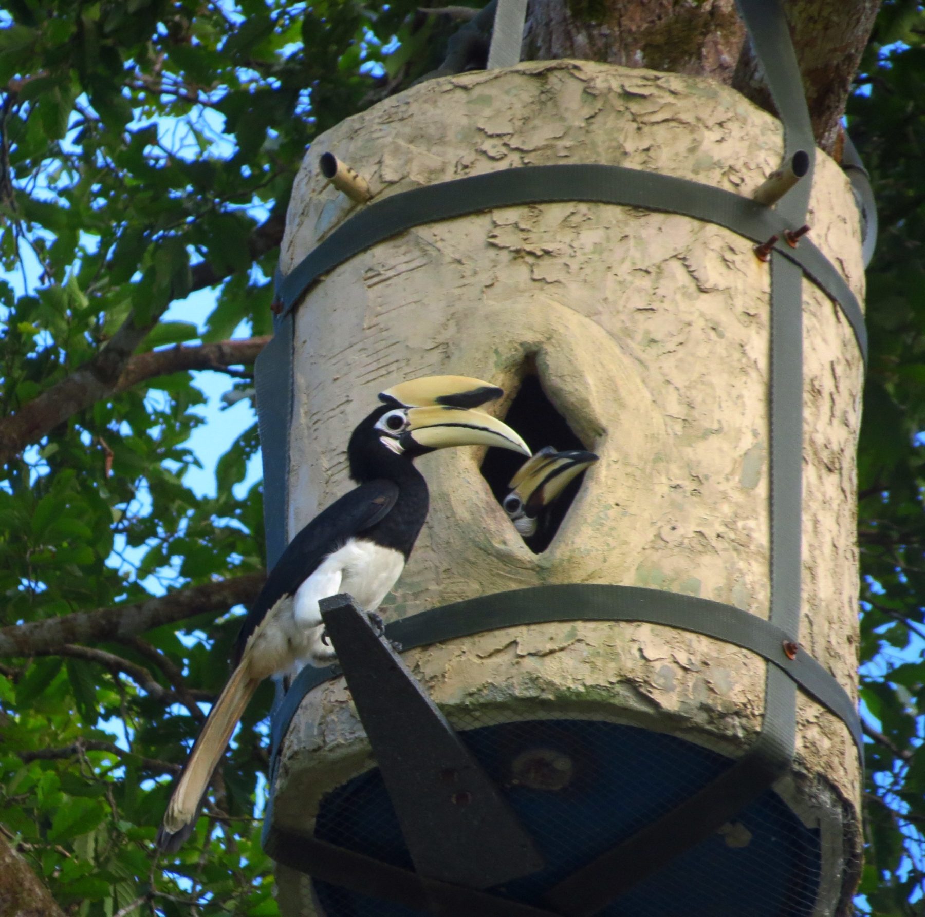 Hornbill