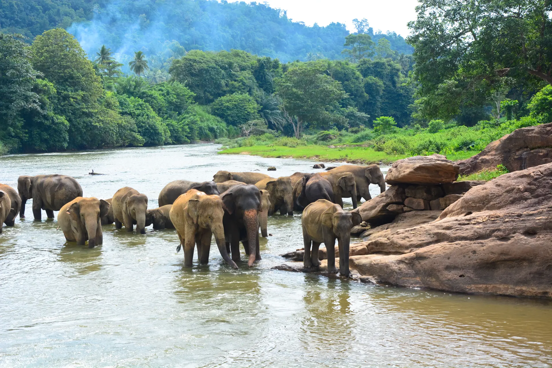 PINNAWALA - mulighed for at kome helt tæt på elefanterne, Check Point Travel